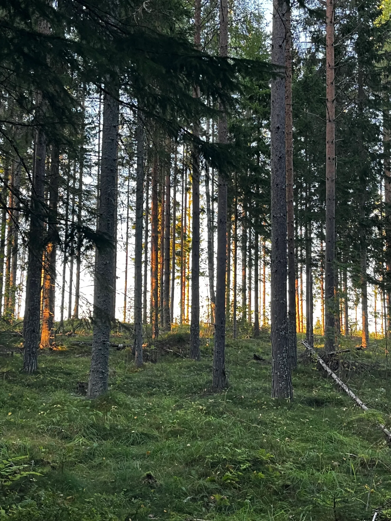 Gård/Skog, SUNDSVALL FRÖST 4:32, Alnö, Sundsvall