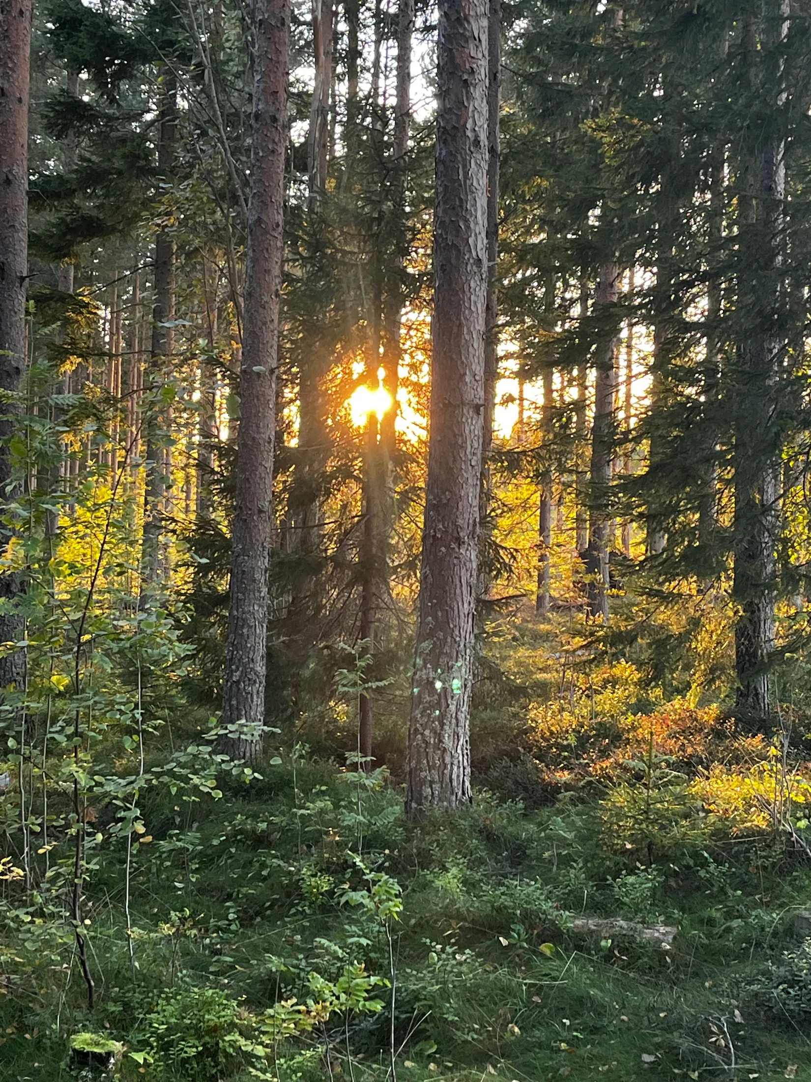 Gård/Skog, SUNDSVALL FRÖST 4:32, Alnö, Sundsvall