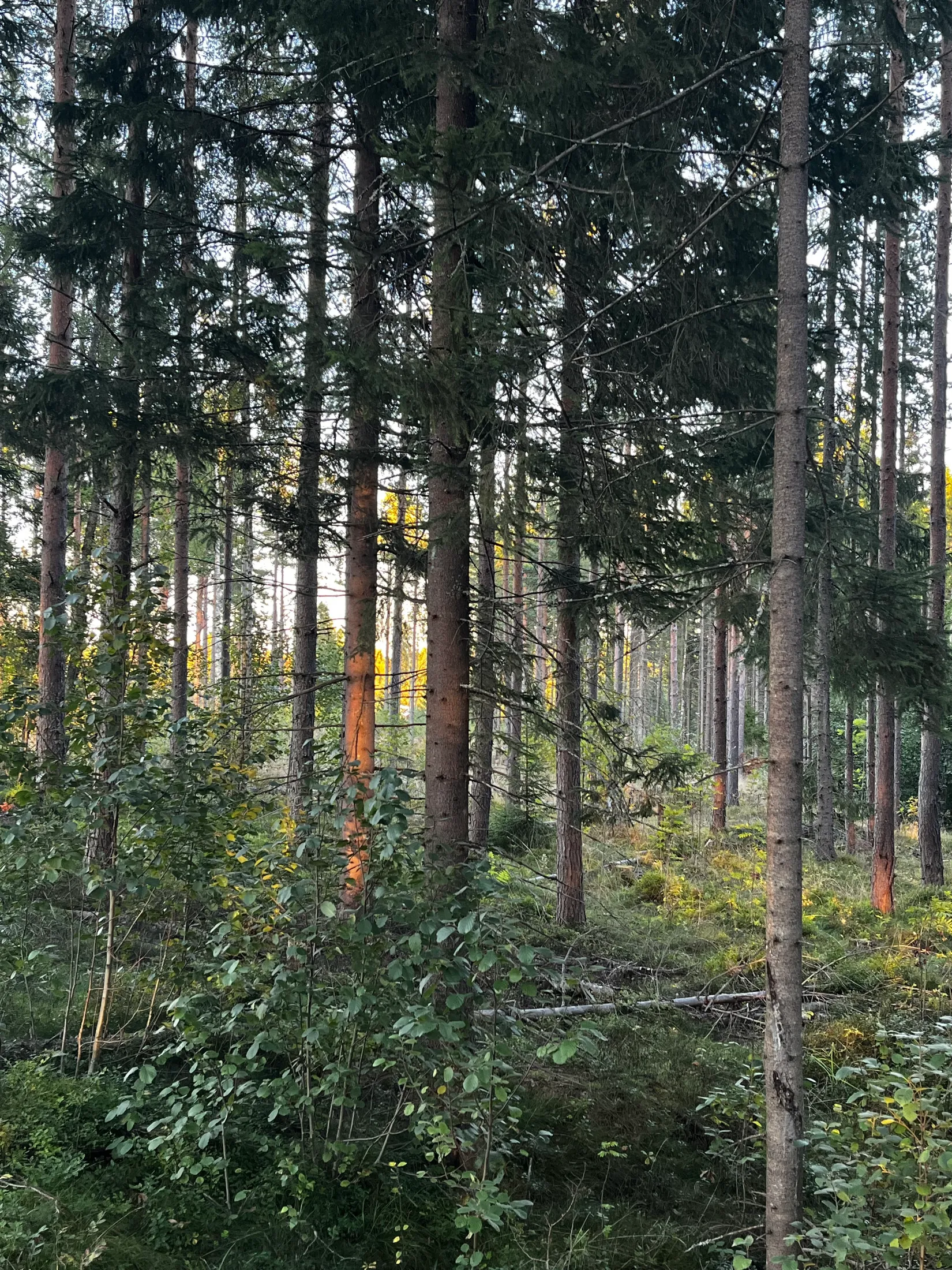 Gård/Skog, SUNDSVALL FRÖST 4:32, Alnö, Sundsvall