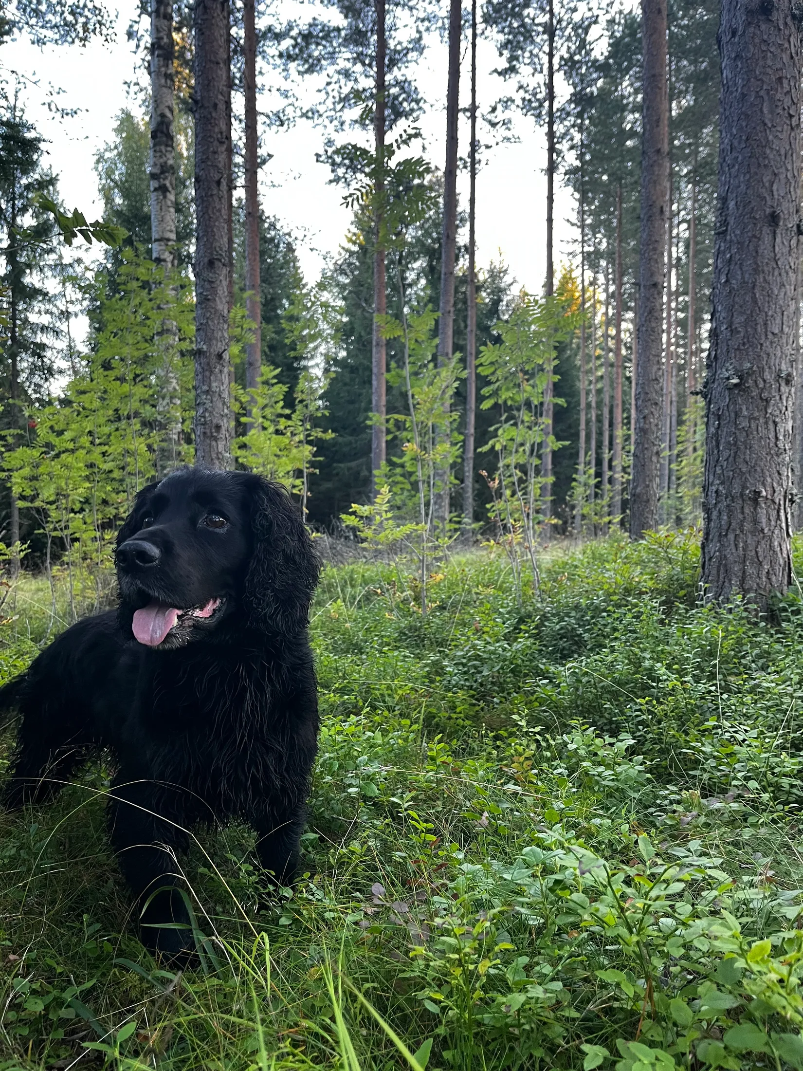Gård/Skog, SUNDSVALL FRÖST 4:32, Alnö, Sundsvall