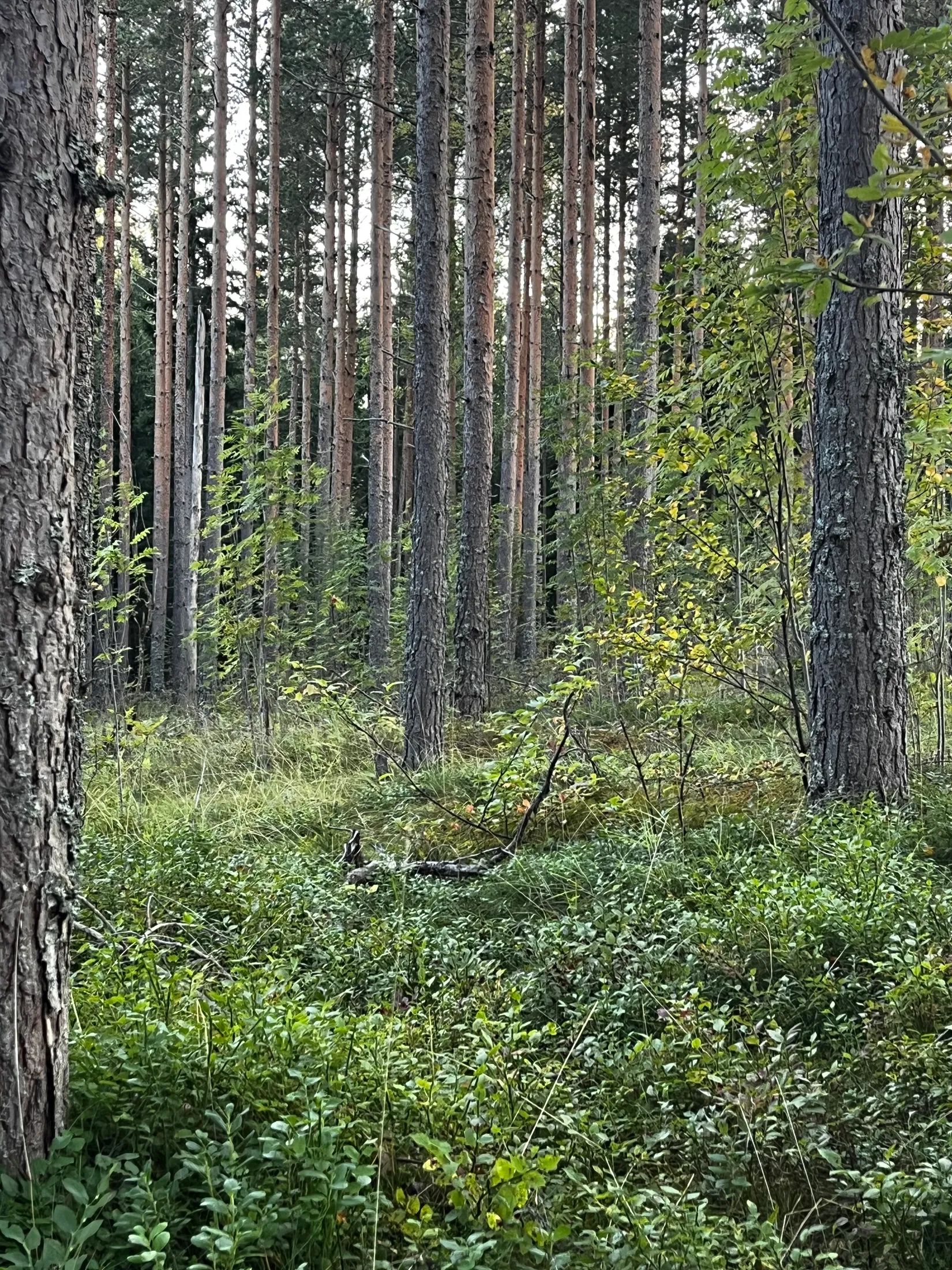 Gård/Skog, SUNDSVALL FRÖST 4:32, Alnö, Sundsvall