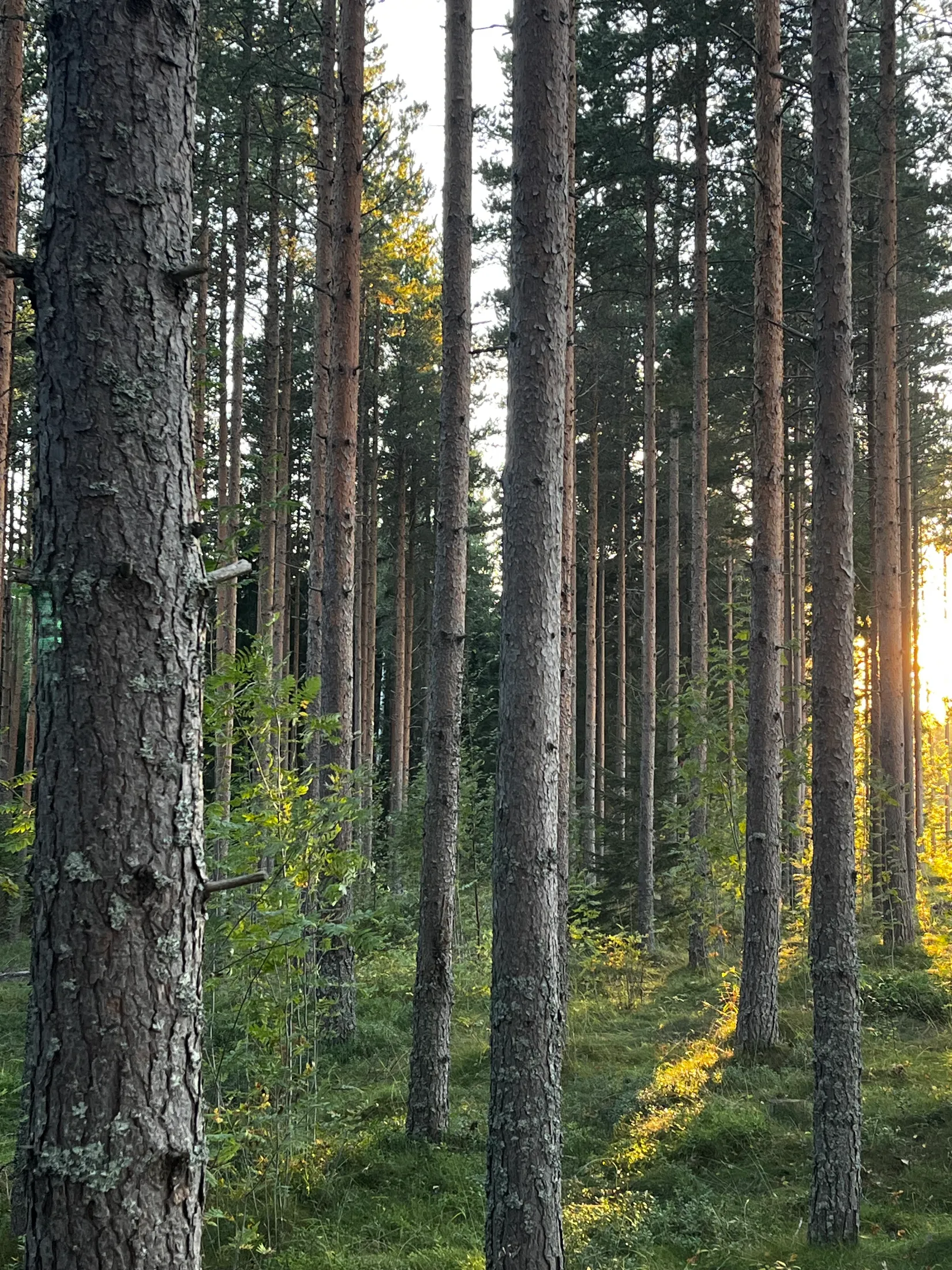 Gård/Skog, SUNDSVALL FRÖST 4:32, Alnö, Sundsvall