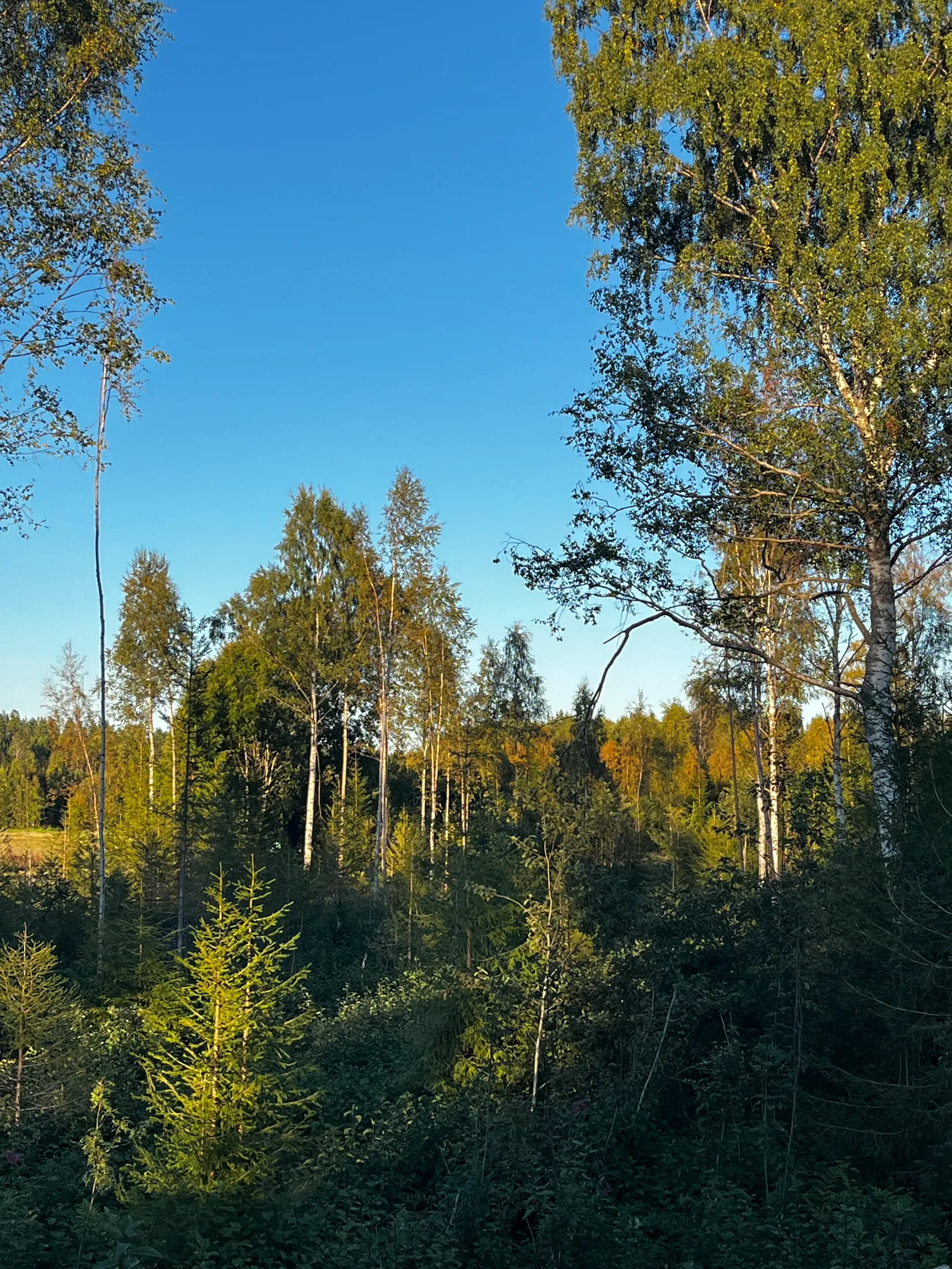Gård/Skog, SUNDSVALL FRÖST 4:32, Alnö, Sundsvall