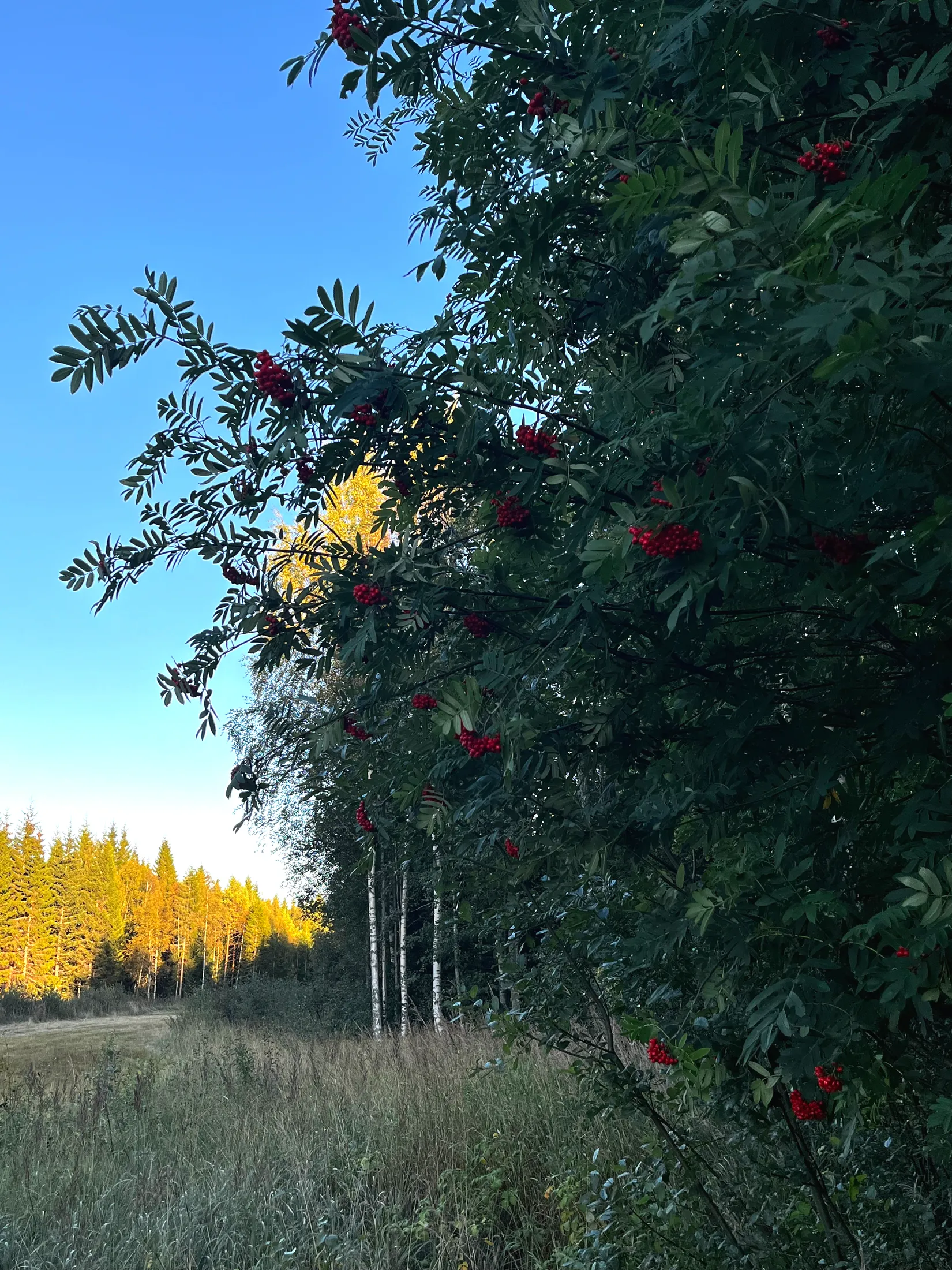 Gård/Skog, SUNDSVALL FRÖST 4:32, Alnö, Sundsvall