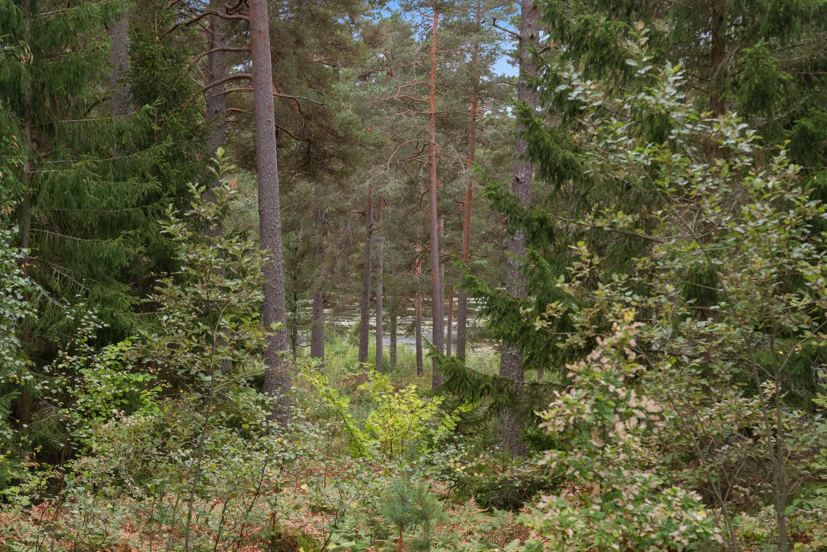Fritidshus, Edsviksvägen 49, Grovstanäs, Norrtälje