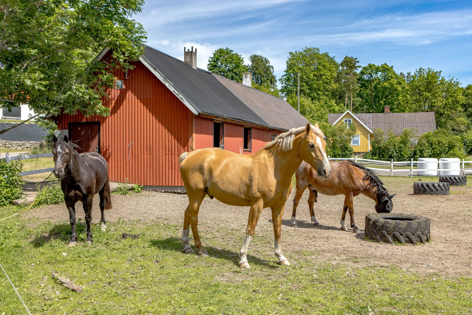 Gård/Skog, Stums gård 202 och Stum 204, Ljungby, Falkenberg