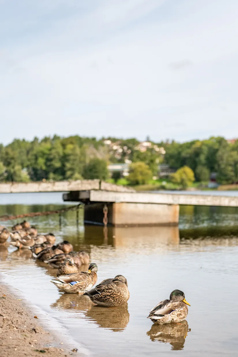 Villa, Maj Brings Väg 12, Sköndal - Lilla Sköndal, Stockholm