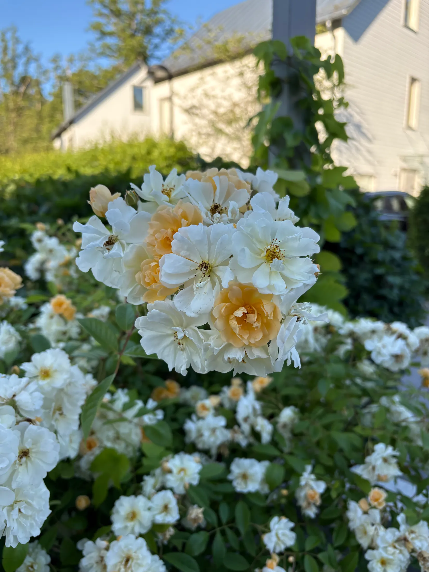 Villa, Maj Brings Väg 12, Sköndal - Lilla Sköndal, Stockholm