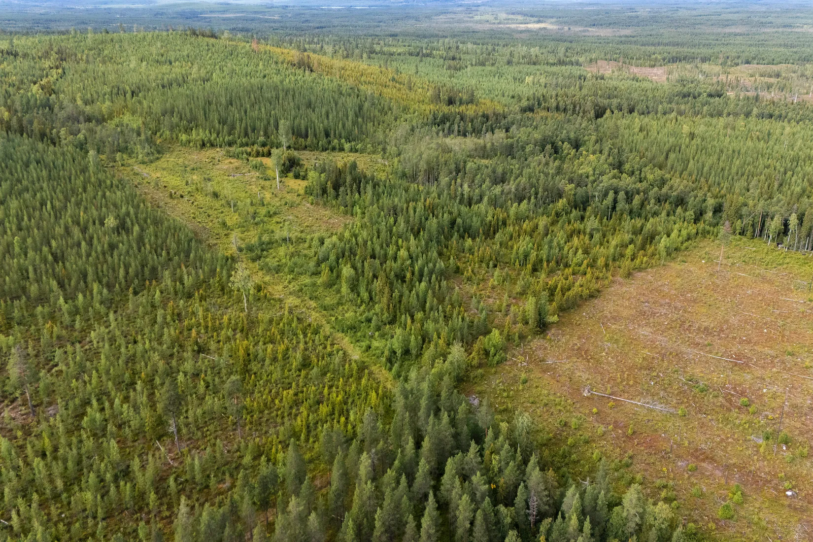 Gård/Skog, Skogsfastighet i Granbergsliden (Granudden 1:5), Granbergsliden, Norsjö