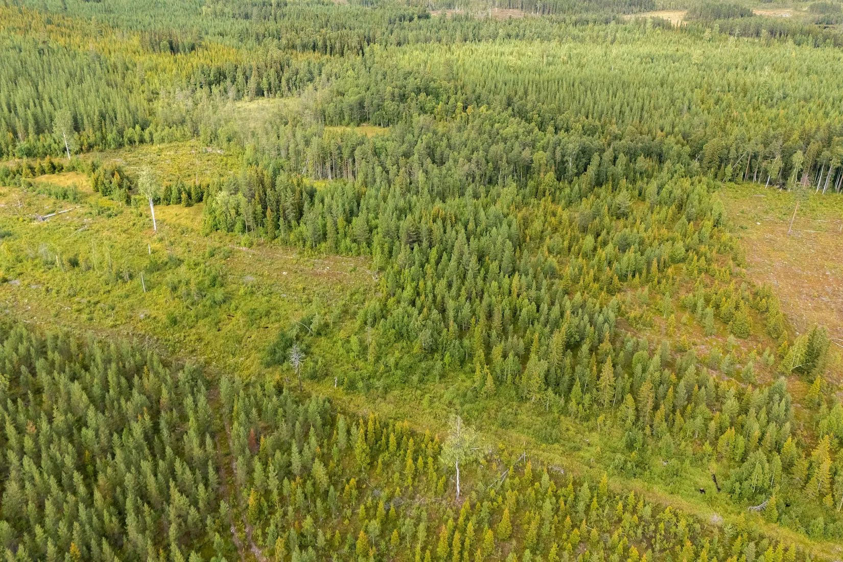 Gård/Skog, Skogsfastighet i Granbergsliden (Granudden 1:5), Granbergsliden, Norsjö