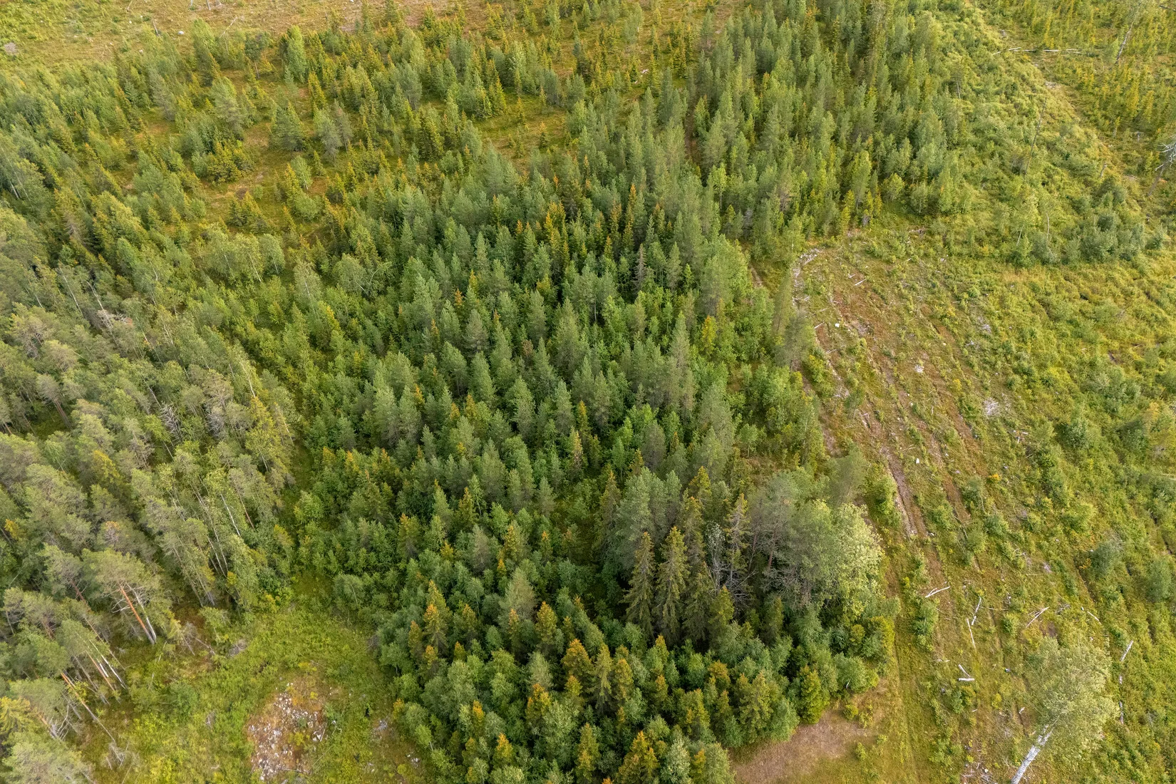 Gård/Skog, Skogsfastighet i Granbergsliden (Granudden 1:5), Granbergsliden, Norsjö