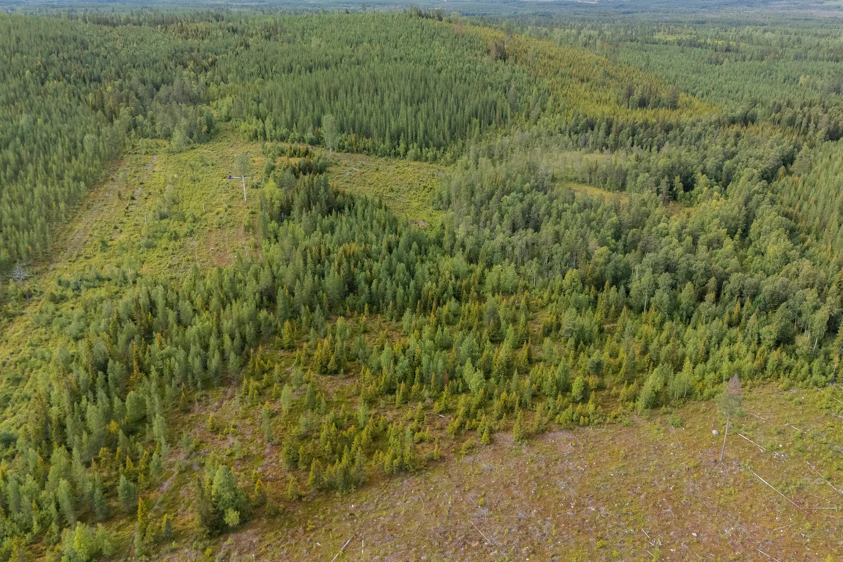 Gård/Skog, Skogsfastighet i Granbergsliden (Granudden 1:5), Granbergsliden, Norsjö