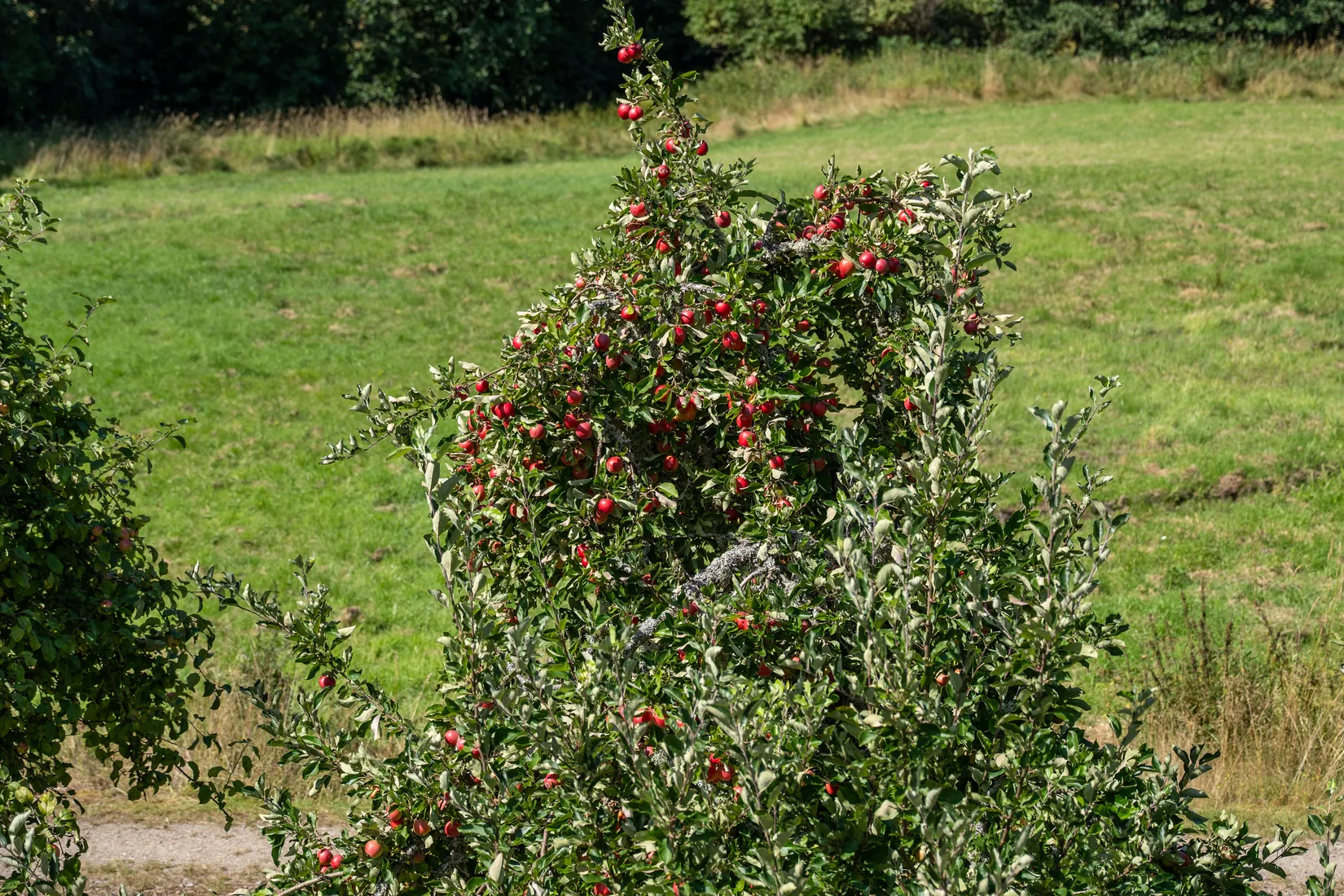 Gård/Skog, Ramdal Gård 1, Hogdal, Strömstad
