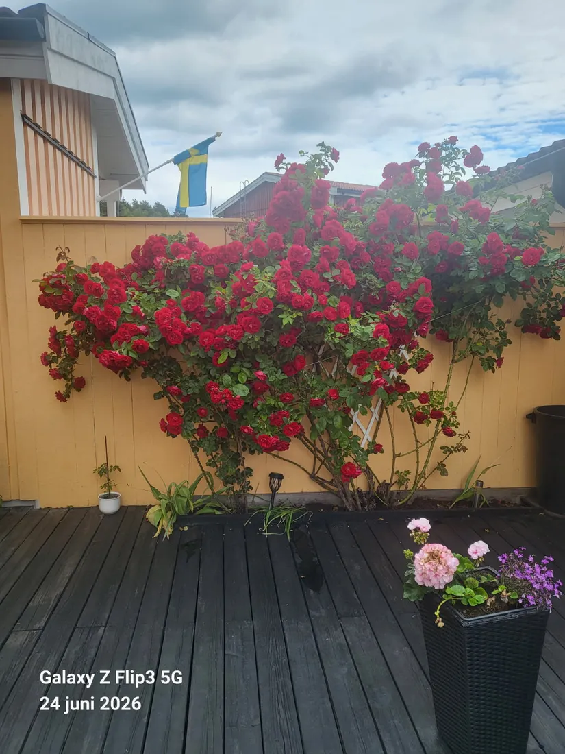 Radhus, Danastigen 26, Gribbylund, Täby