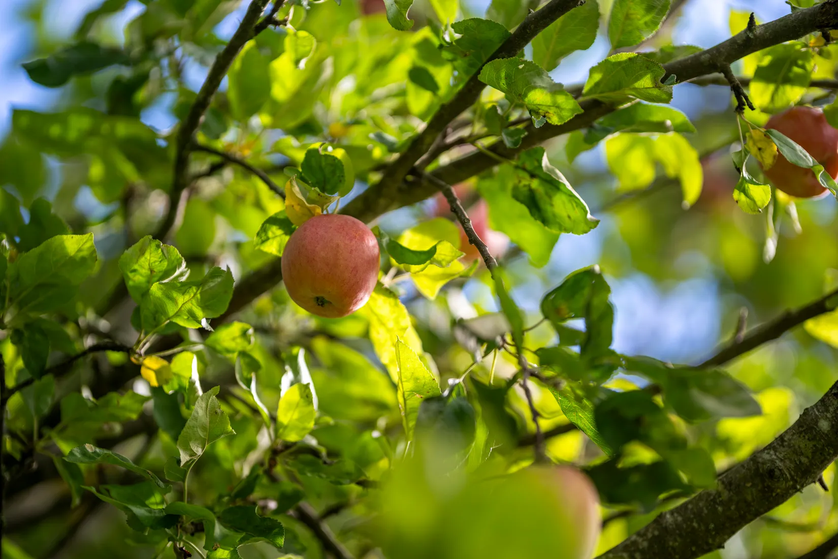 Villa, Torgvägen 2B, Norby, Uppsala