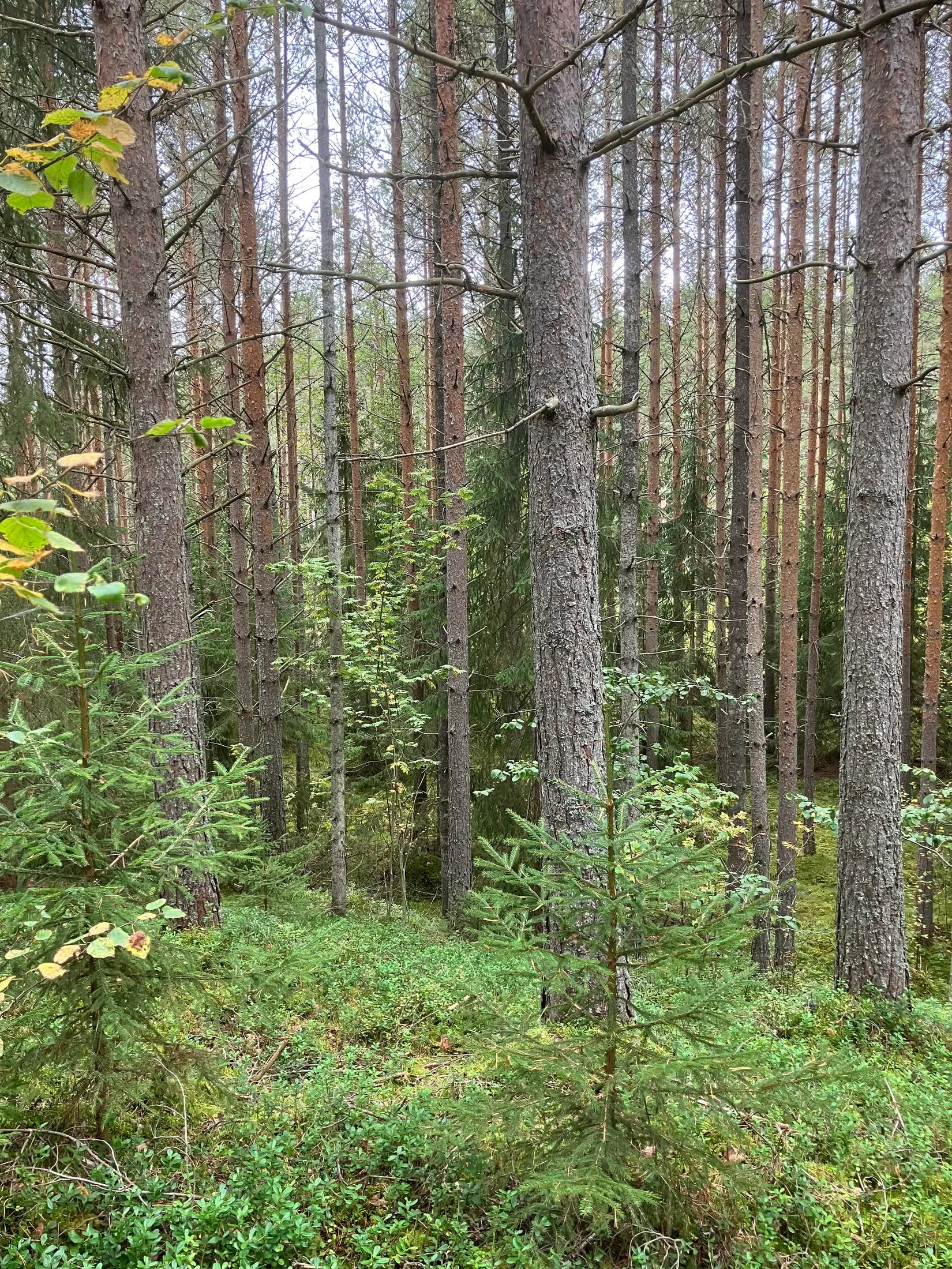 Gård/Skog, Gevåg 507, Hammarstrand, Ragunda