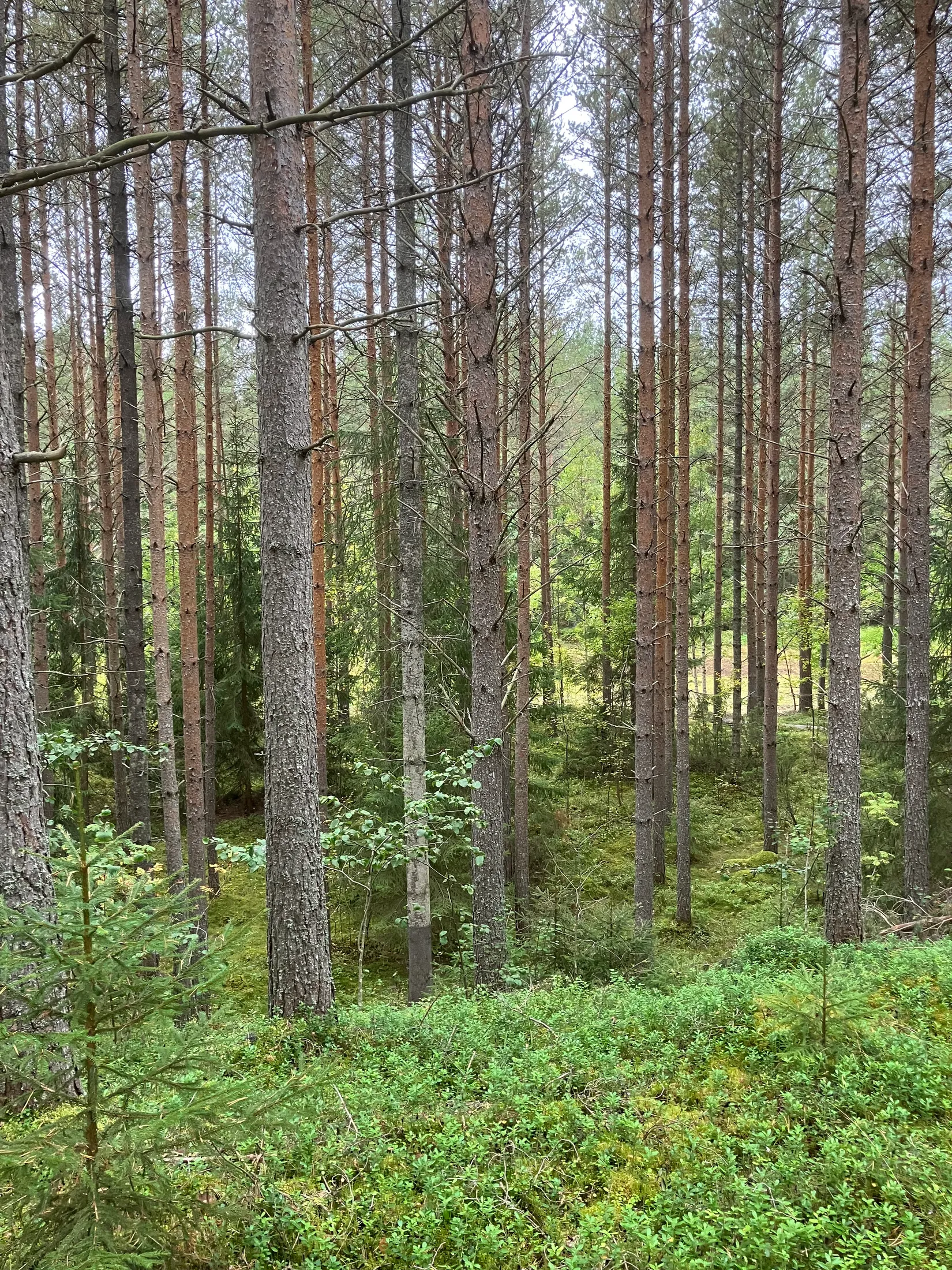 Gård/Skog, Gevåg 507, Hammarstrand, Ragunda