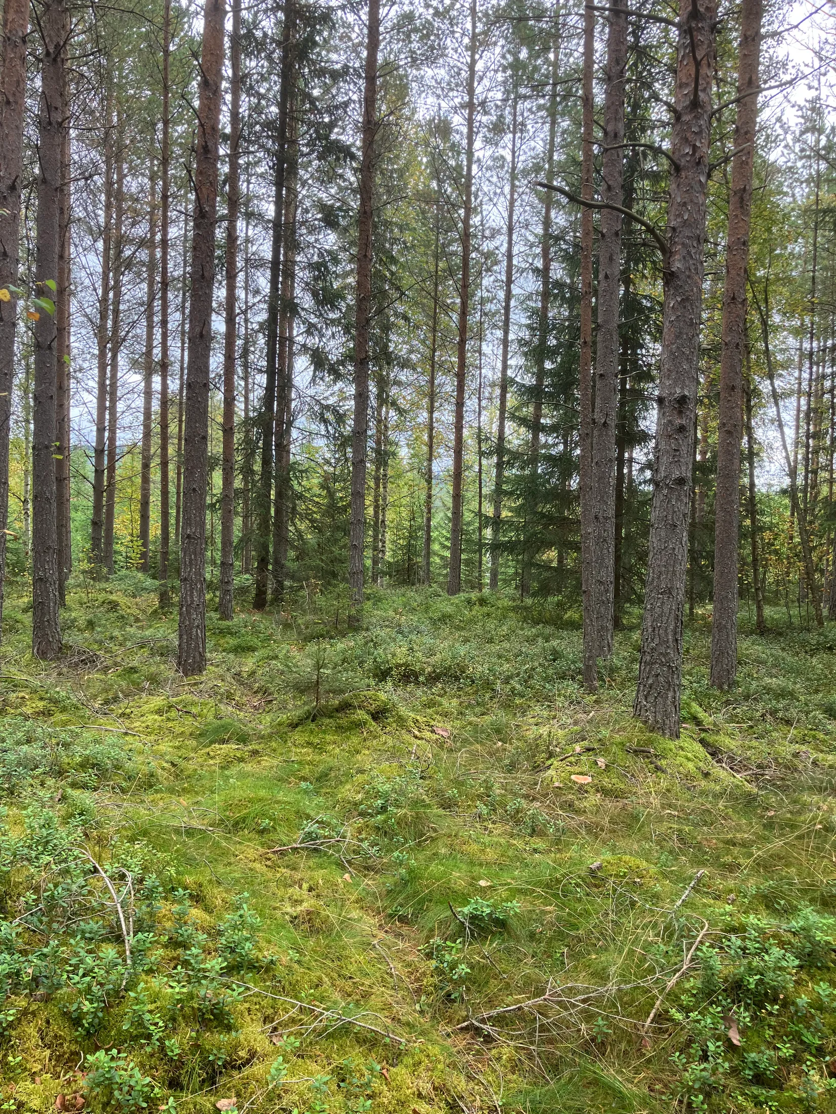 Gård/Skog, Gevåg 507, Hammarstrand, Ragunda