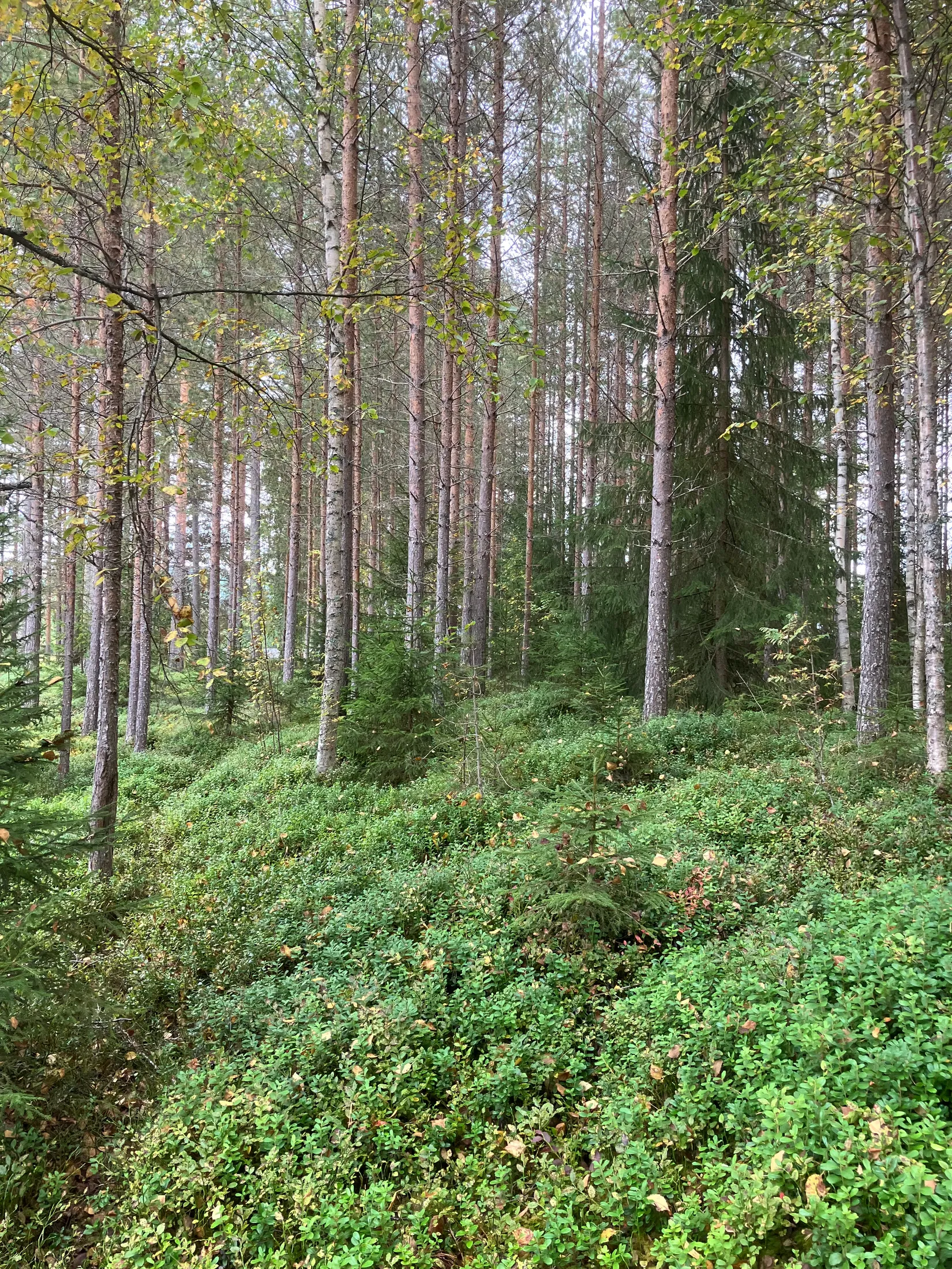 Gård/Skog, Gevåg 507, Hammarstrand, Ragunda