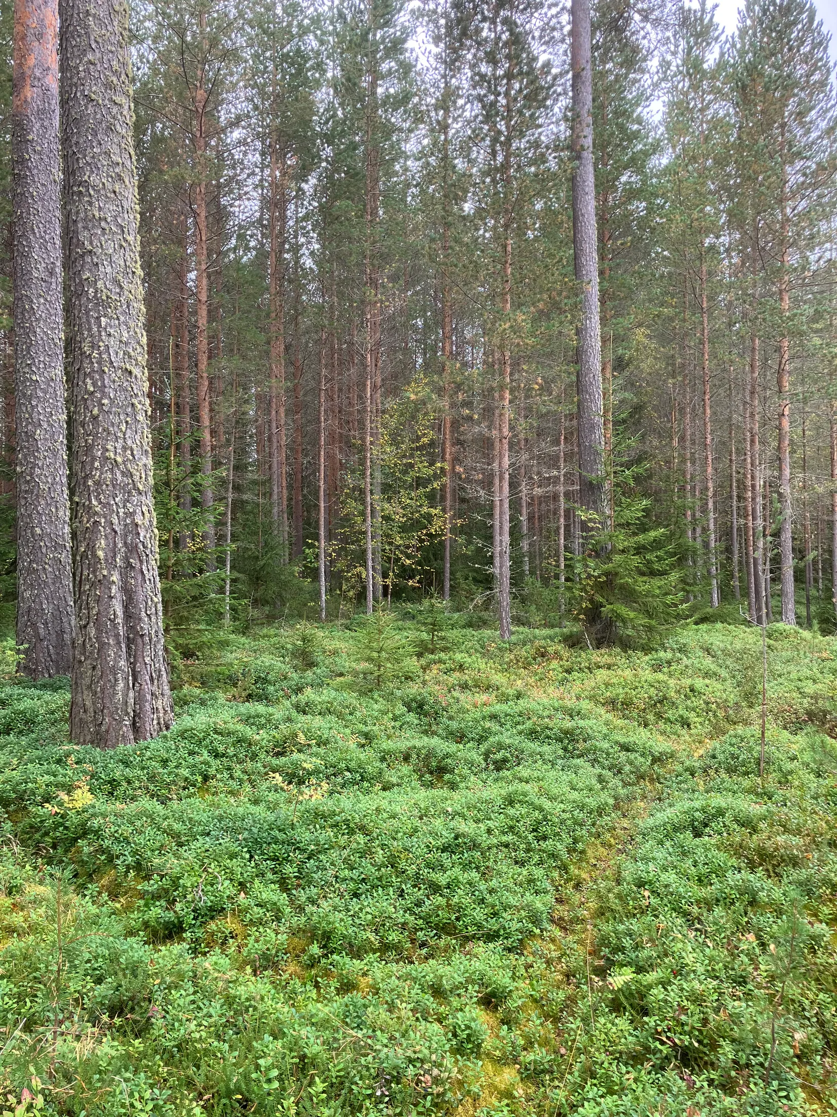 Gård/Skog, Gevåg 507, Hammarstrand, Ragunda