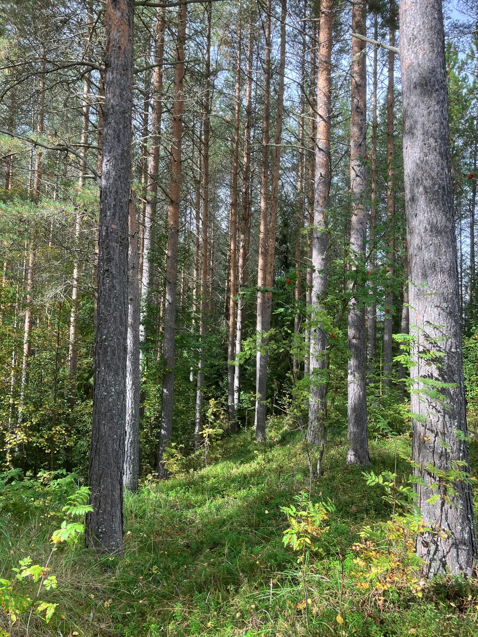 Gård/Skog, Gevåg 507, Hammarstrand, Ragunda