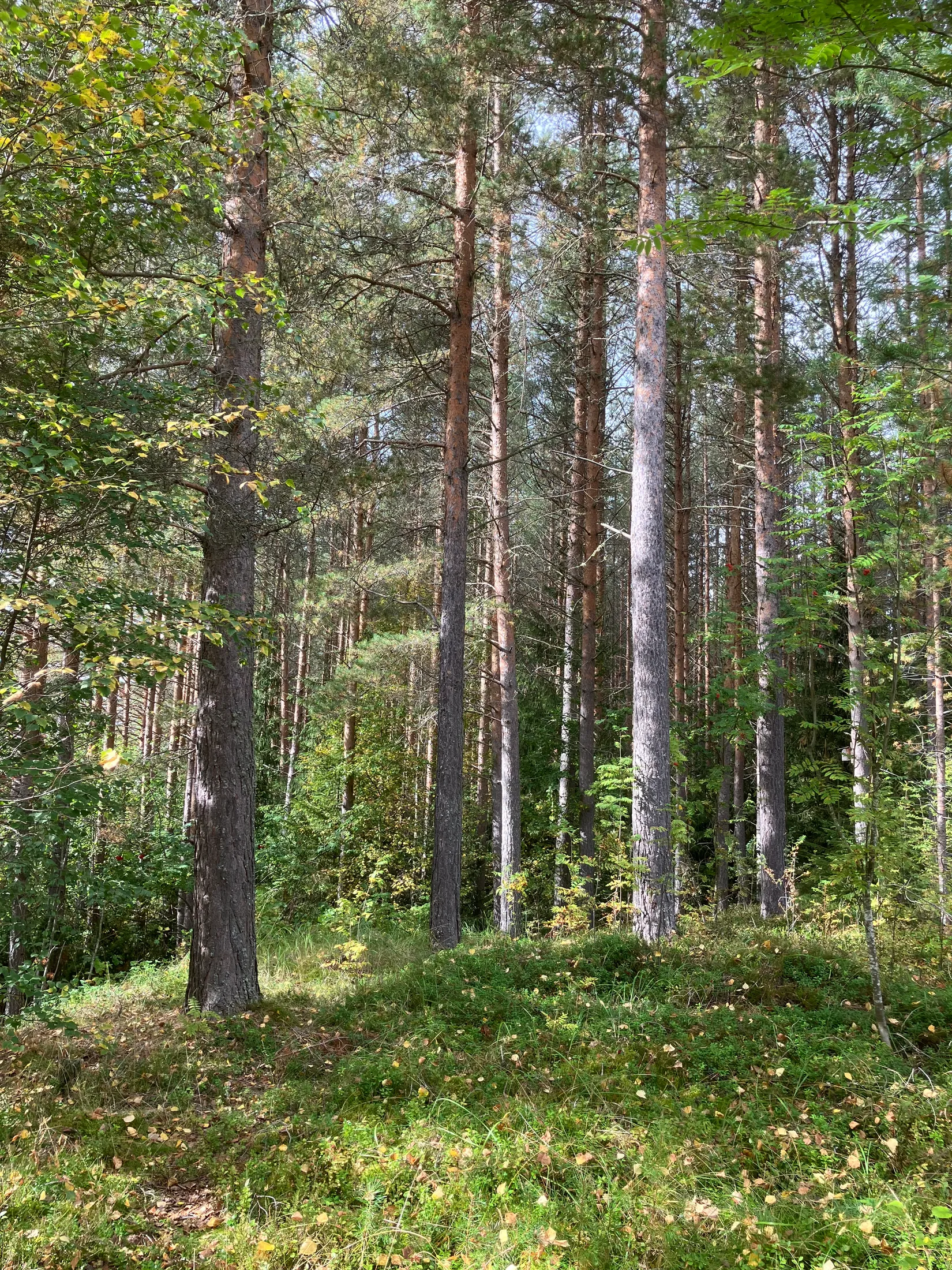 Gård/Skog, Gevåg 507, Hammarstrand, Ragunda