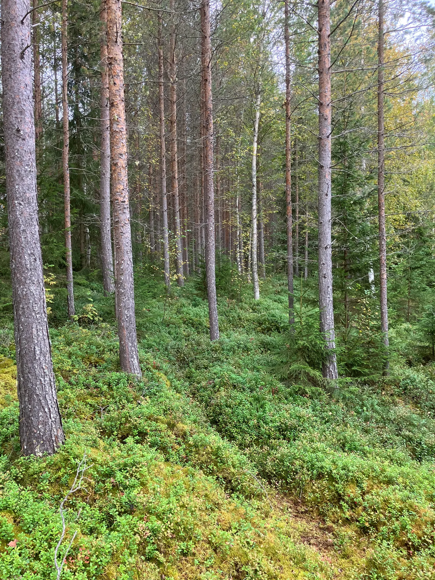 Gård/Skog, Gevåg 507, Hammarstrand, Ragunda