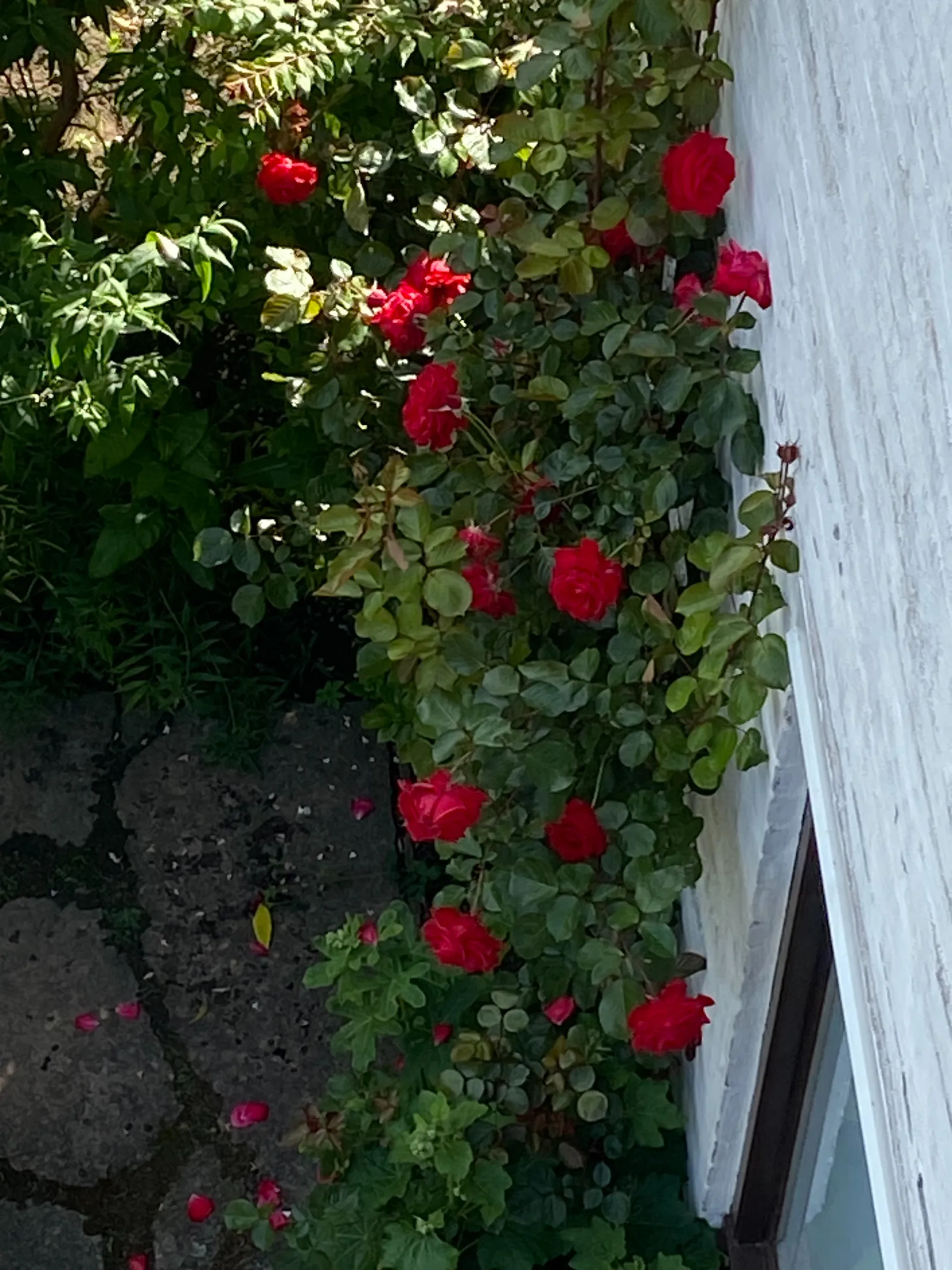 Radhus, Vasagatan 14B, Östermalm, Kristianstad