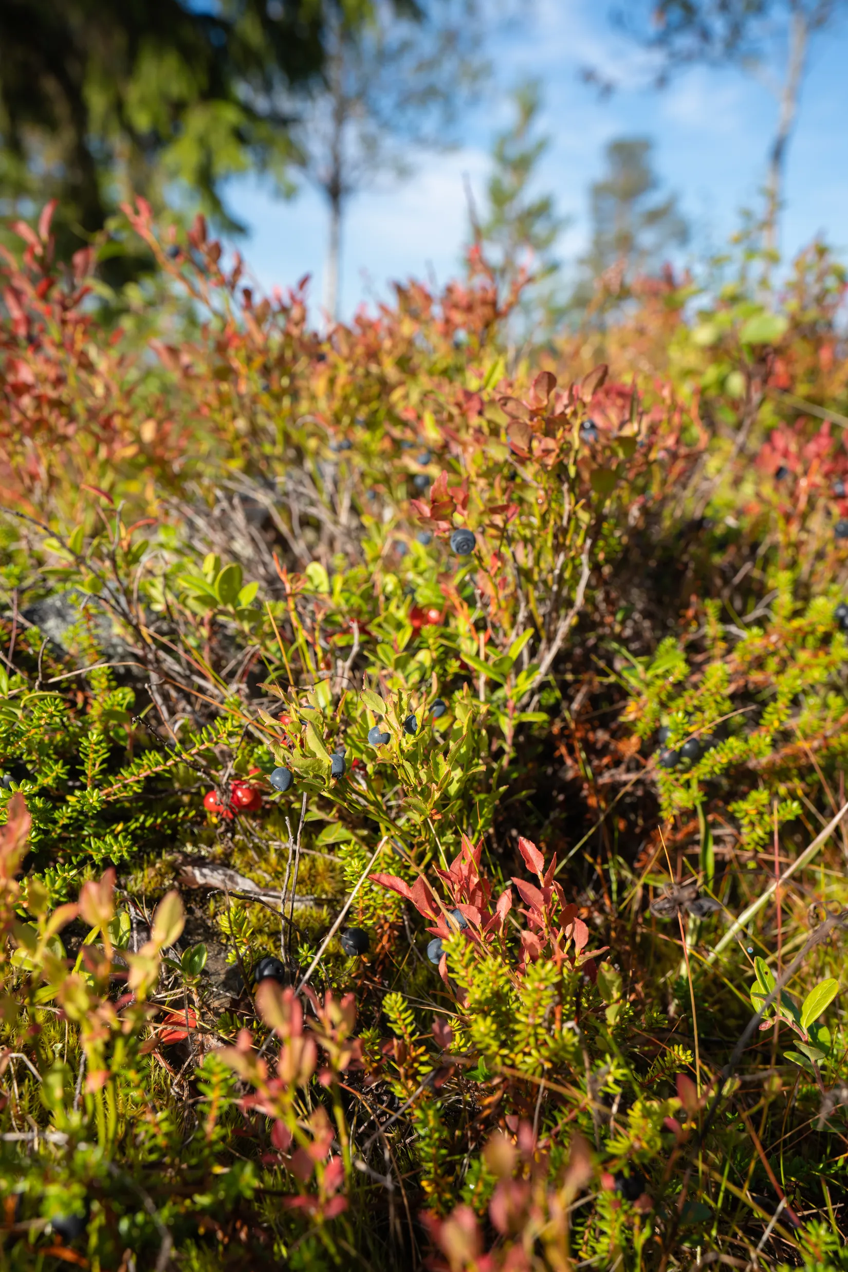 Fritidshus, Uppvallen Talltitan 7, Härjedalen