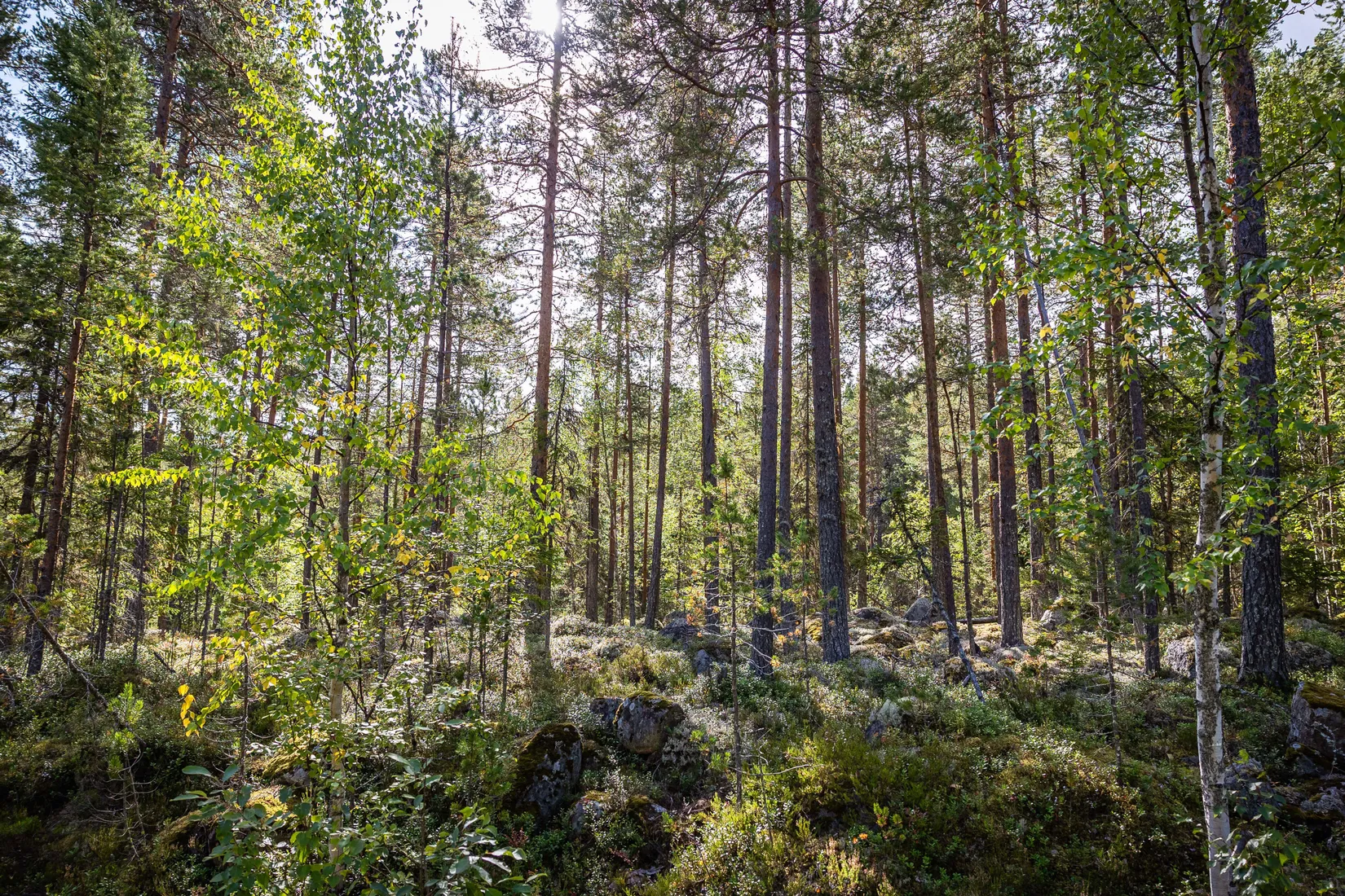 Gård/Skog, LJUSDAL KÅRBÖLE 6:1, Ljusdal