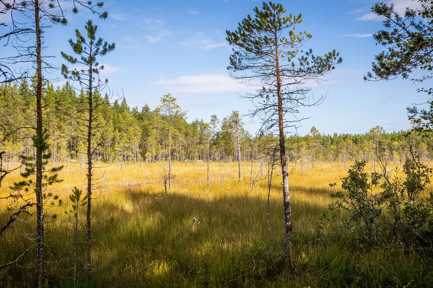 Gård/Skog, LJUSDAL KÅRBÖLE 6:1, Ljusdal