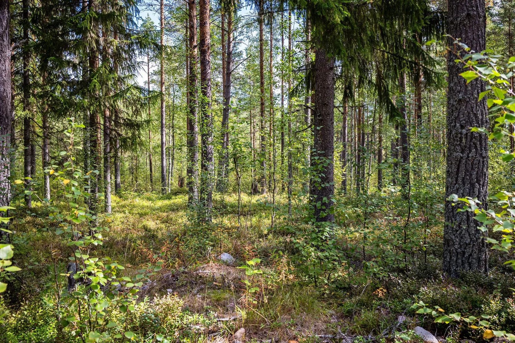Gård/Skog, LJUSDAL KÅRBÖLE 6:1, Ljusdal