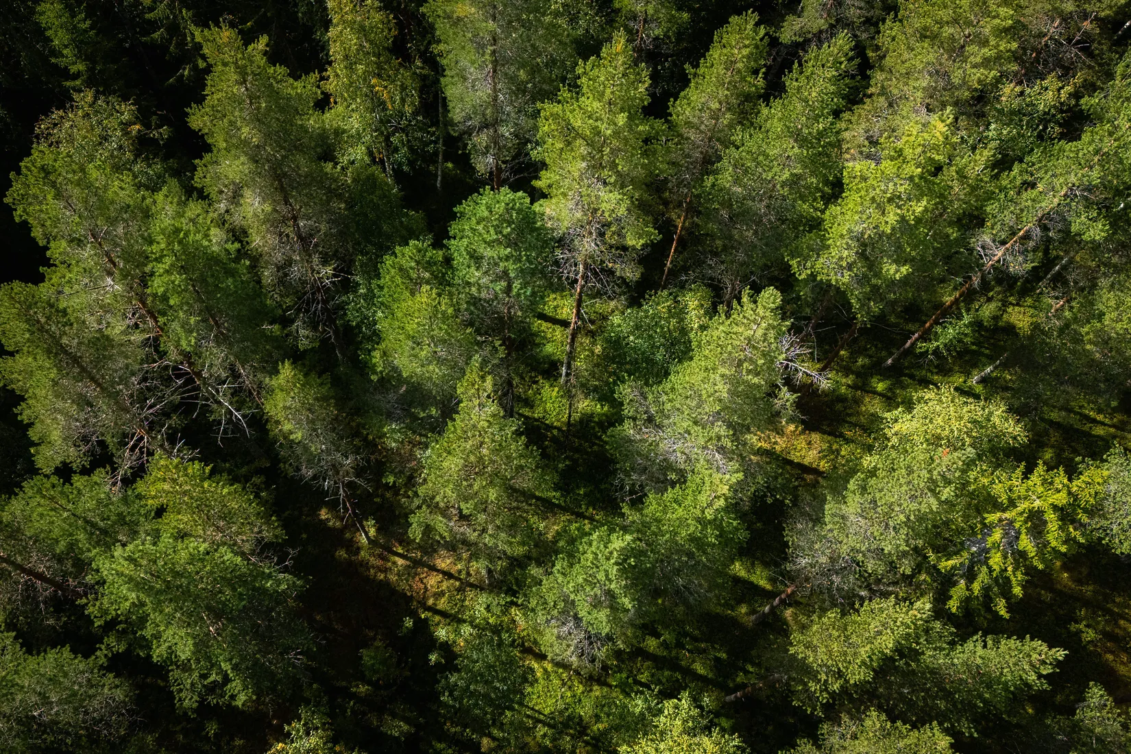 Gård/Skog, LJUSDAL KÅRBÖLE 6:1, Ljusdal