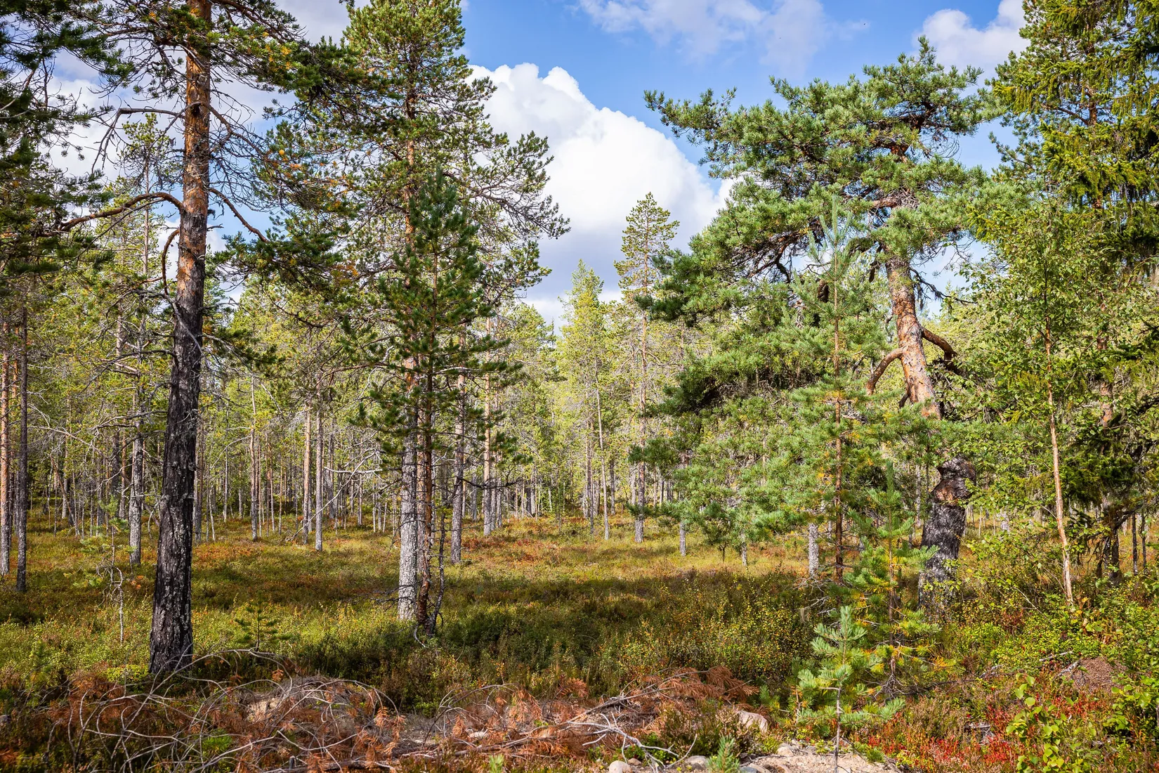 Gård/Skog, LJUSDAL KÅRBÖLE 6:1, Ljusdal