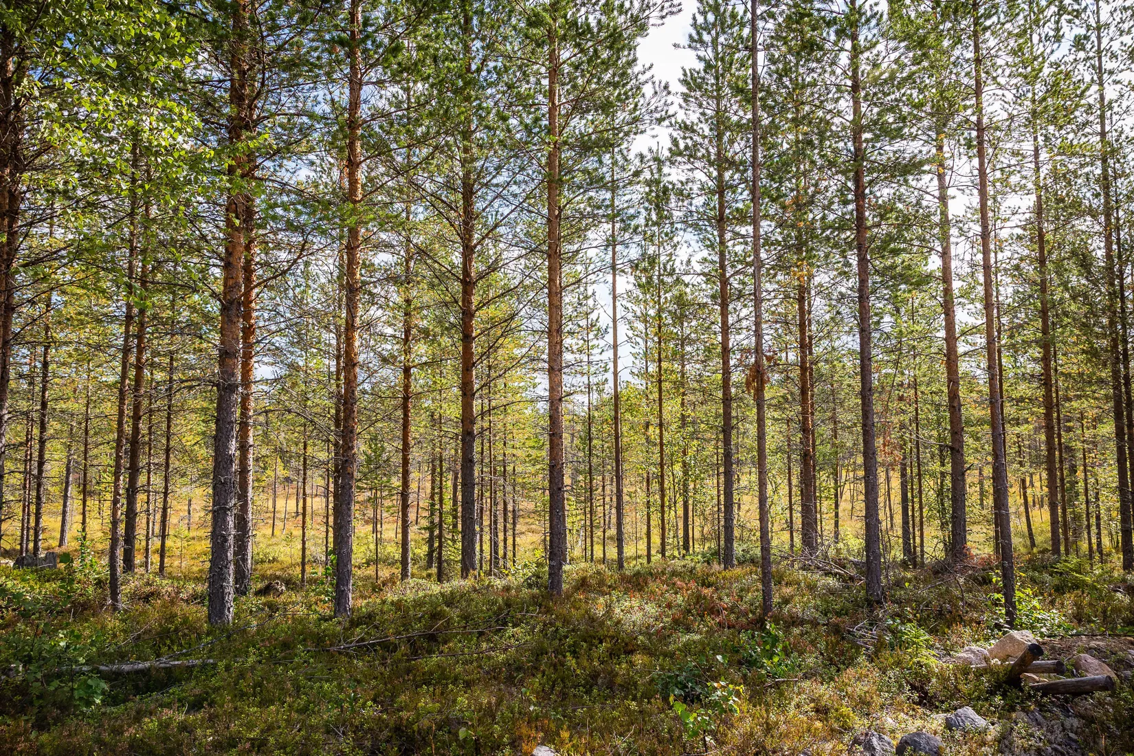 Gård/Skog, LJUSDAL KÅRBÖLE 6:1, Ljusdal
