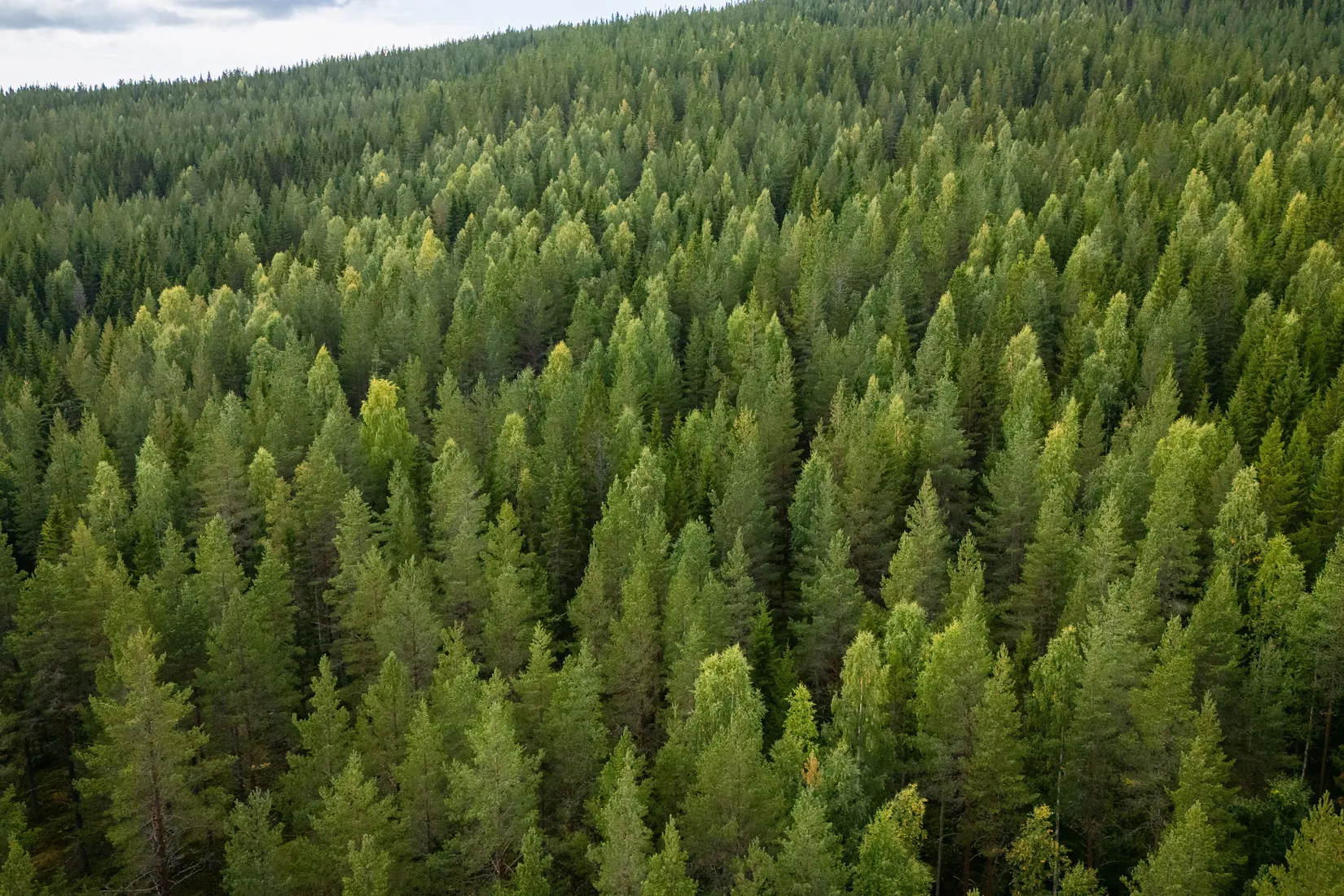 Gård/Skog, LJUSDAL KÅRBÖLE 6:1, Ljusdal