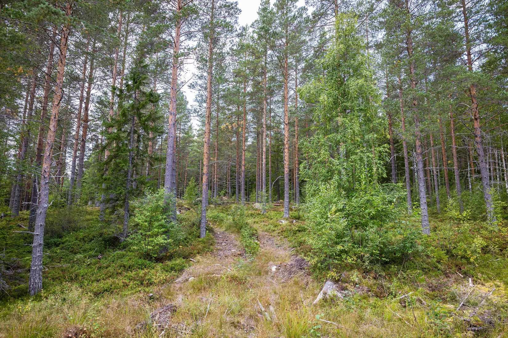 Gård/Skog, LJUSDAL KÅRBÖLE 6:1, Ljusdal