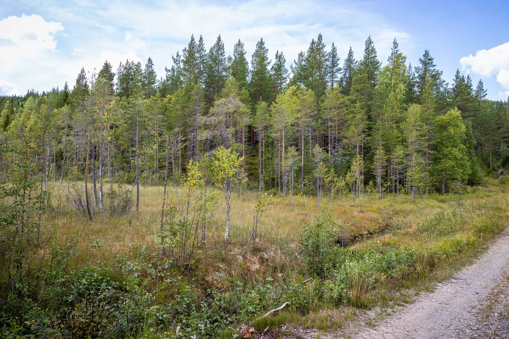 Gård/Skog, LJUSDAL KÅRBÖLE 6:1, Ljusdal