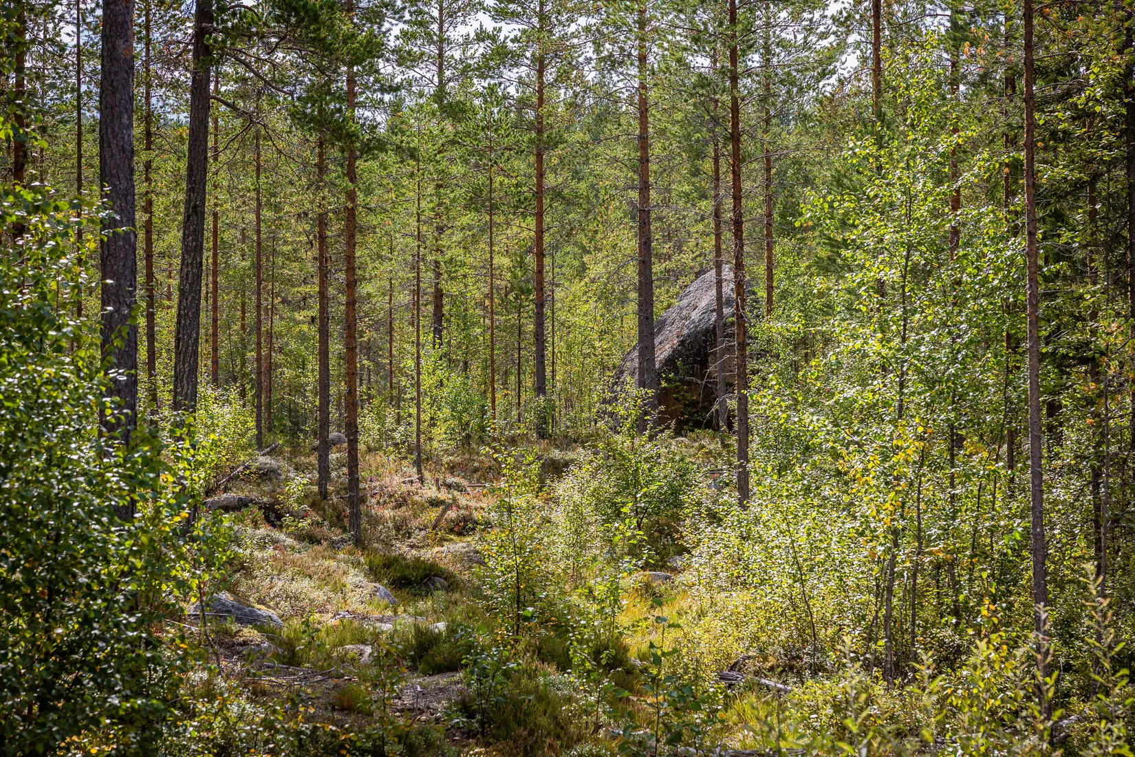 Gård/Skog, LJUSDAL KÅRBÖLE 6:1, Ljusdal