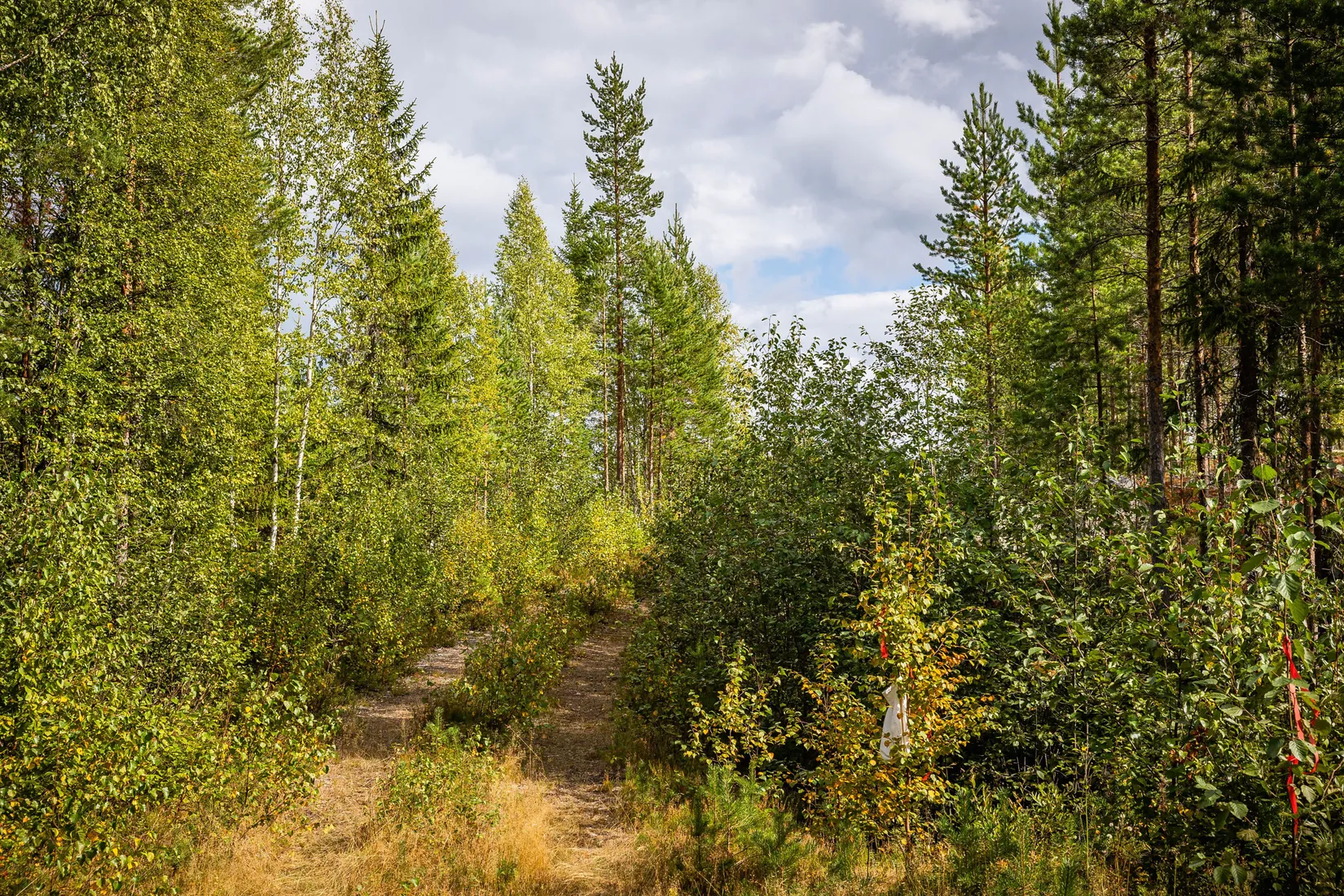 Gård/Skog, LJUSDAL KÅRBÖLE 6:1, Ljusdal