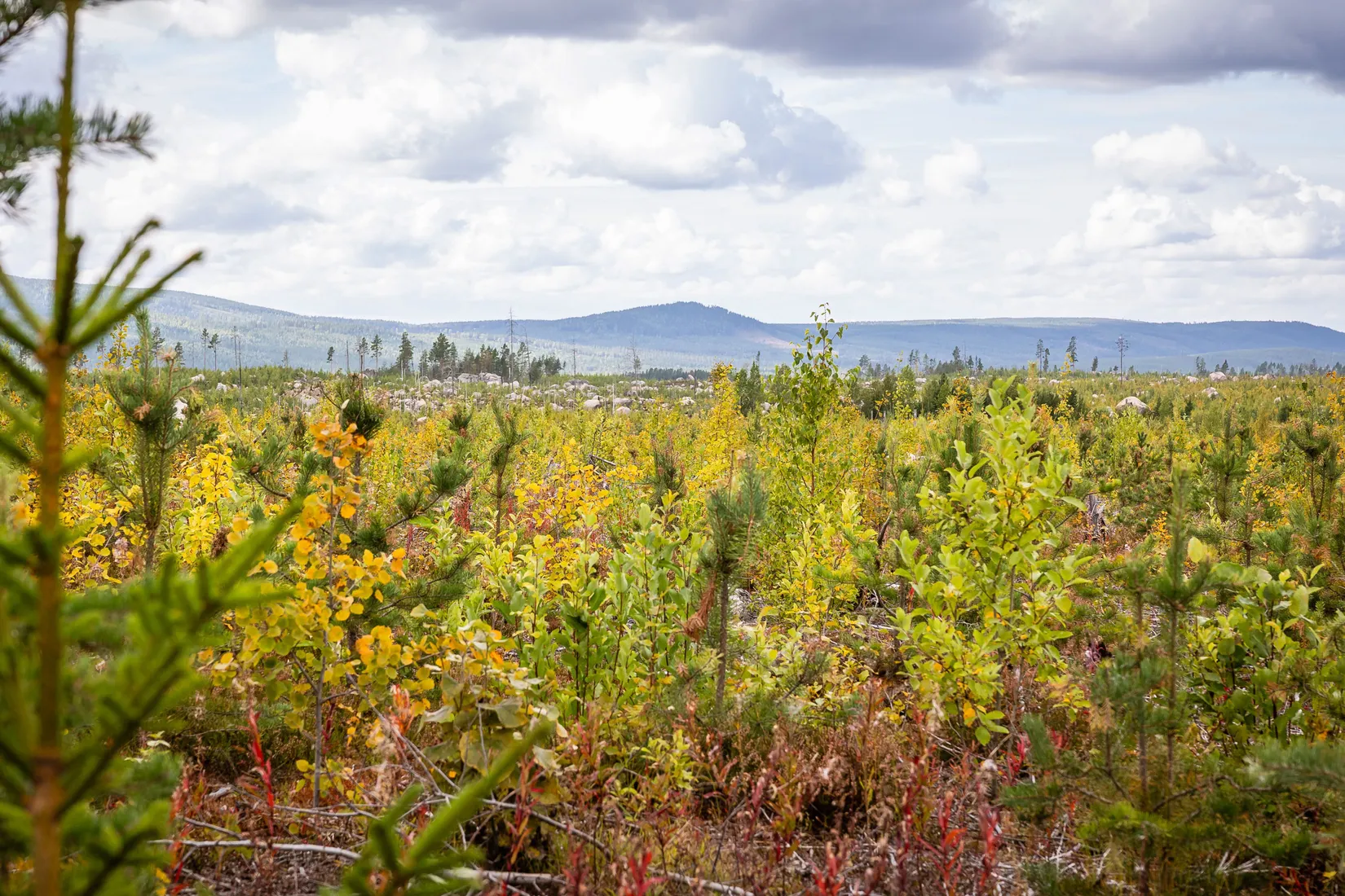 Gård/Skog, LJUSDAL KÅRBÖLE 6:1, Ljusdal