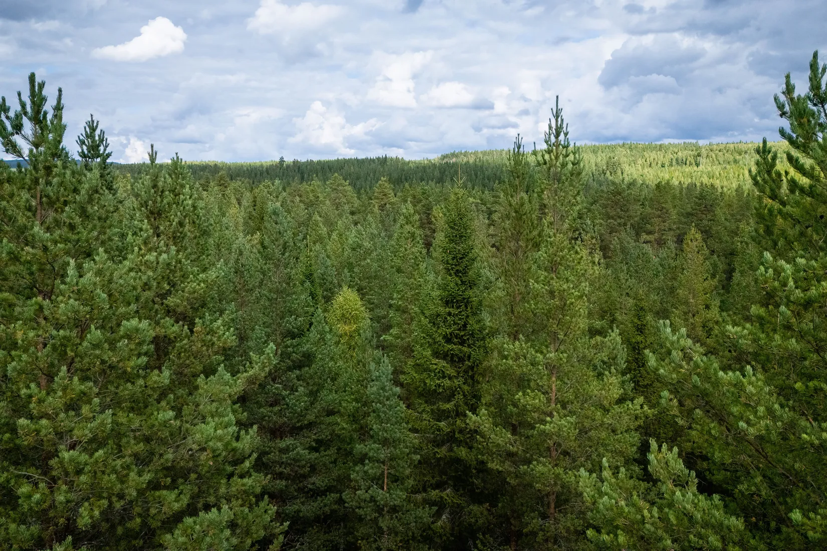 Gård/Skog, LJUSDAL KÅRBÖLE 6:1, Ljusdal