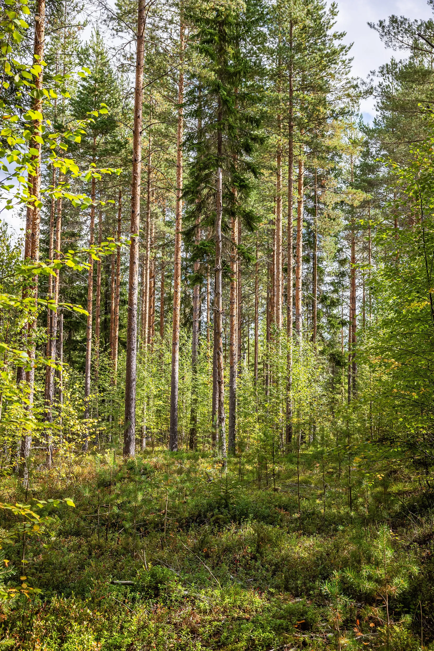 Gård/Skog, LJUSDAL KÅRBÖLE 6:1, Ljusdal
