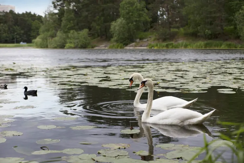 Bostadsrätt, Råcksta gårdsväg 21, Vällingby - Råcksta, Stockholm