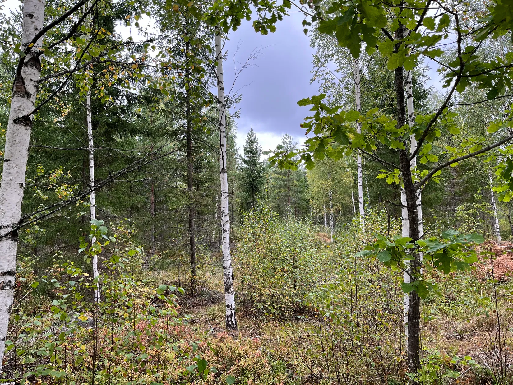 Gård/Skog, Sändavägen 12, Gävle