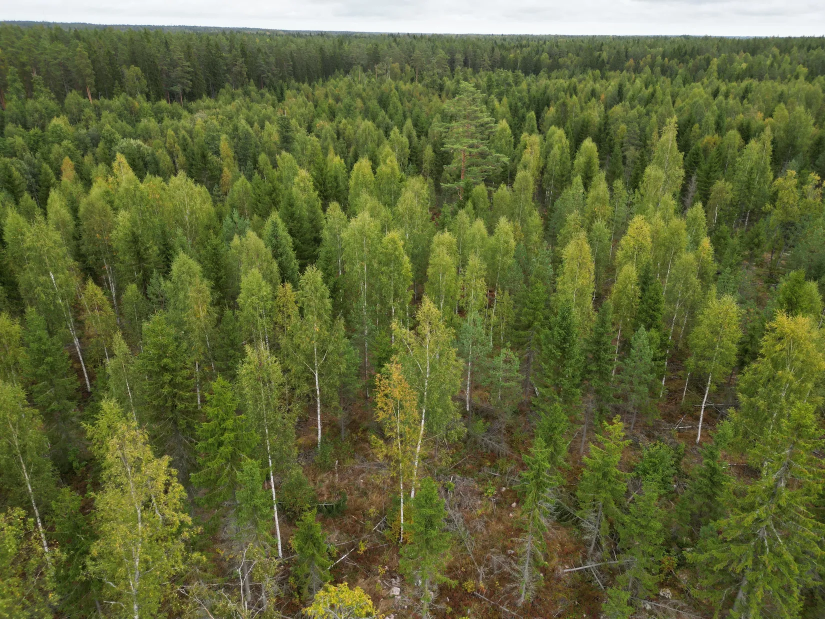 Gård/Skog, Sändavägen 12, Gävle