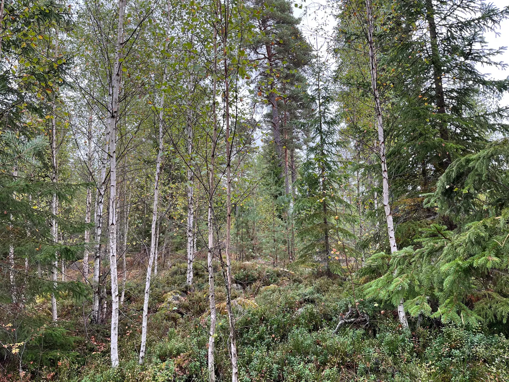Gård/Skog, Sändavägen 12, Gävle