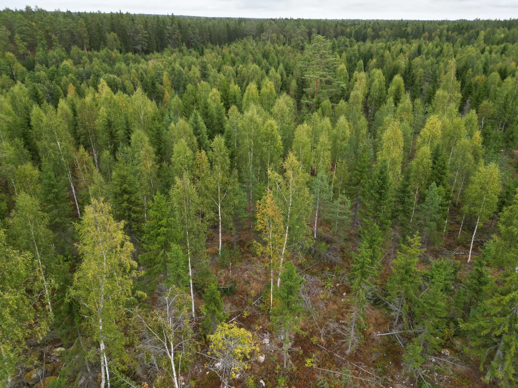 Gård/Skog, Sändavägen 12, Gävle