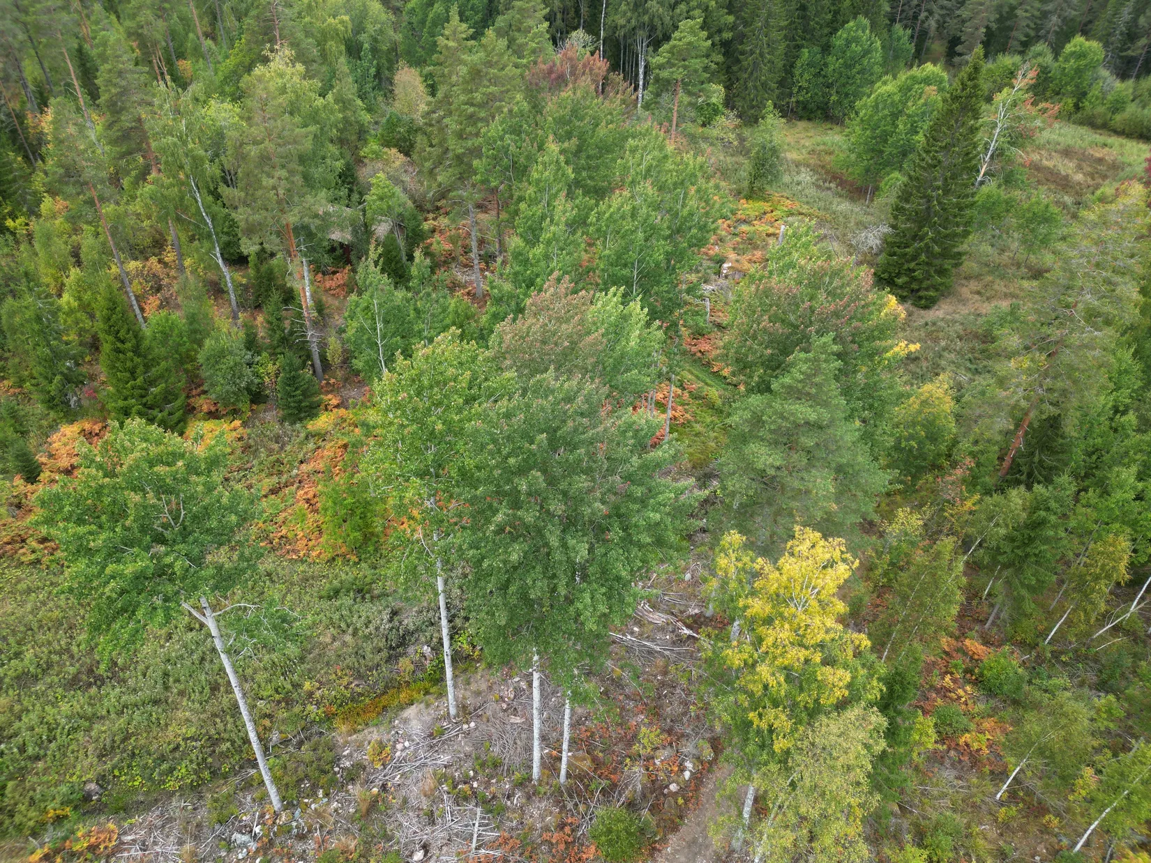 Gård/Skog, Sändavägen 12, Gävle