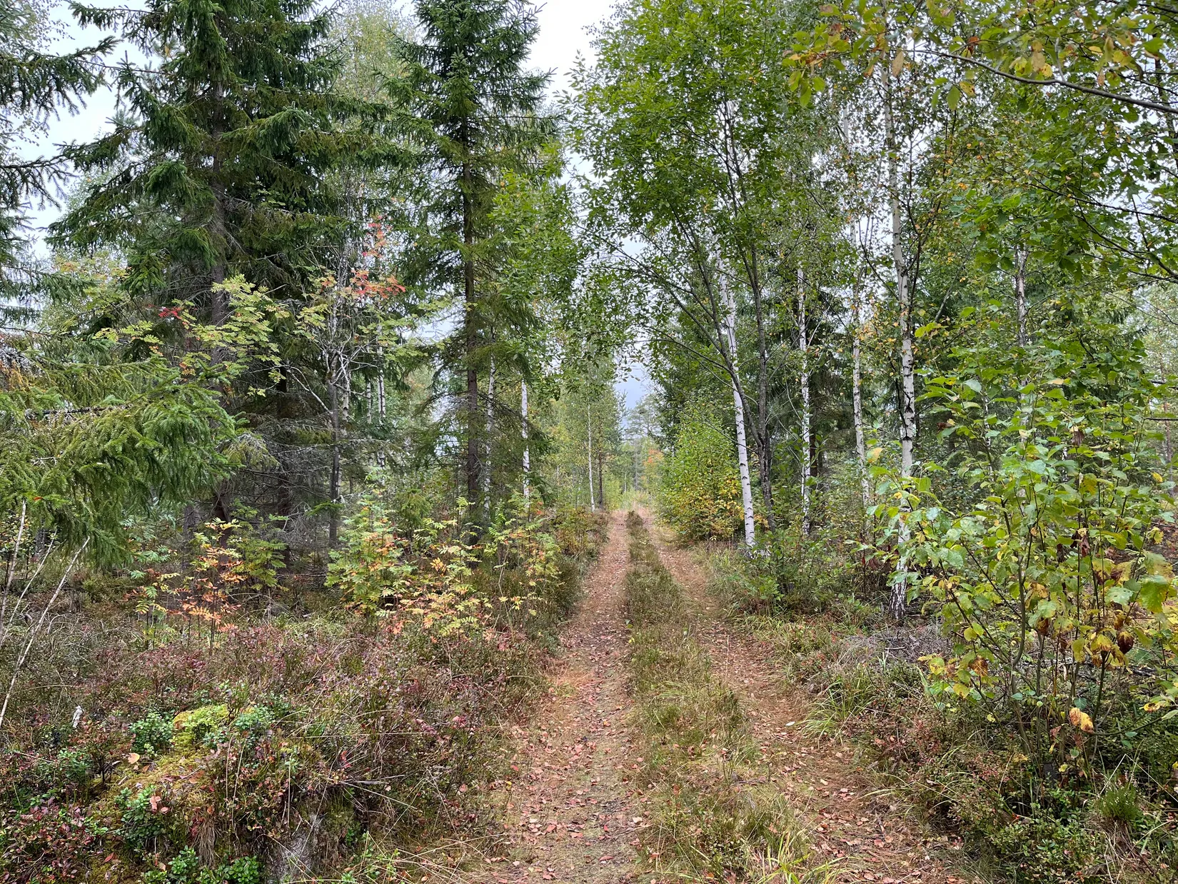 Gård/Skog, Sändavägen 12, Gävle